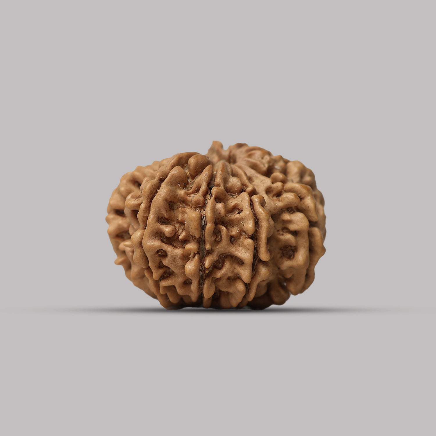 11 Mukhi Rudraksha