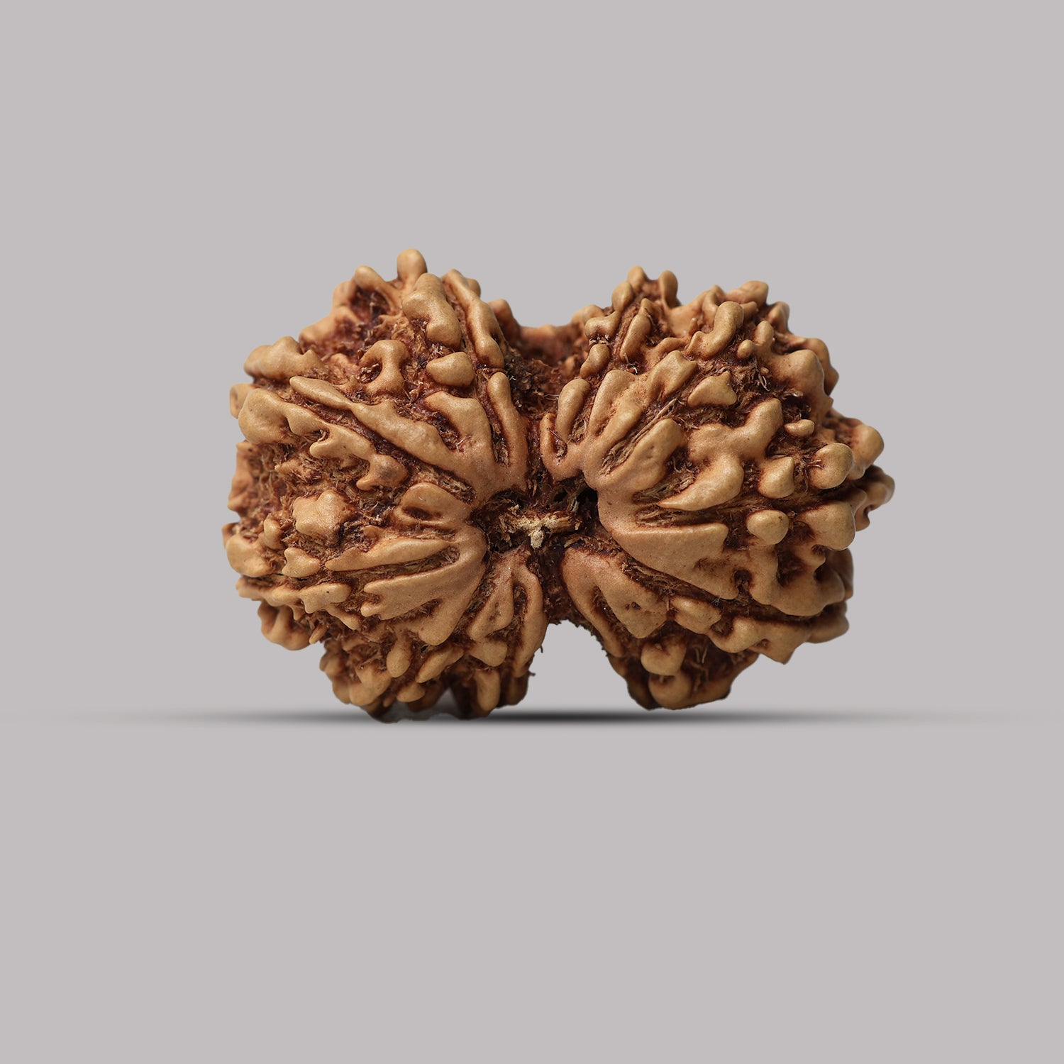 Gauri Shankar Rudraksha
