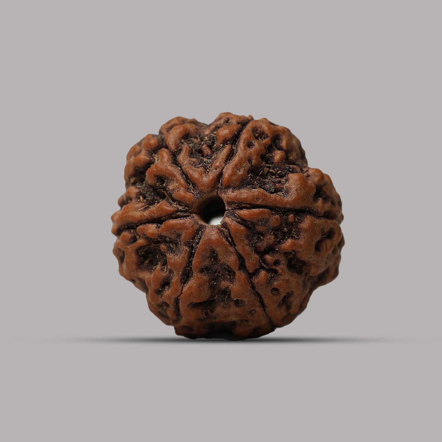 6 Mukhi Rudraksha
