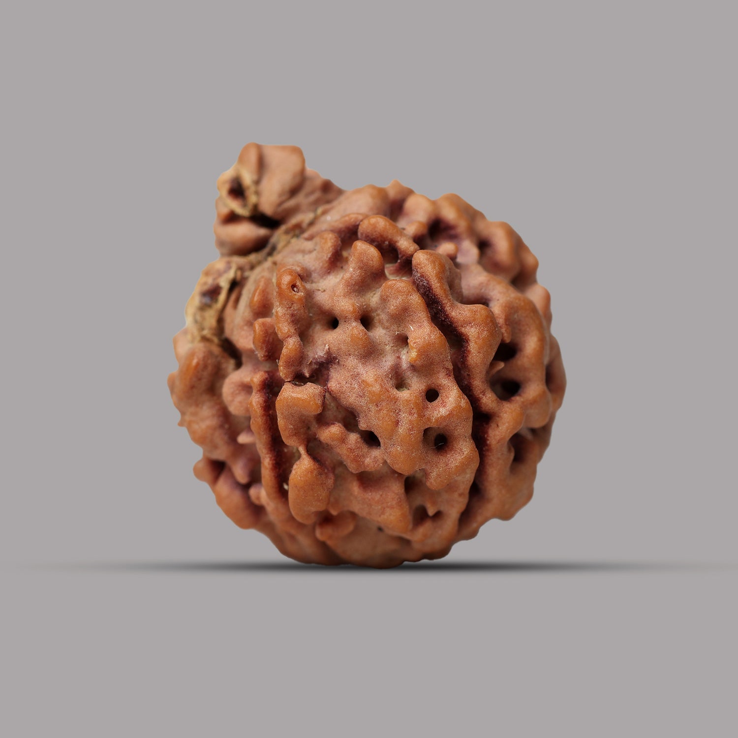 7 Mukhi Rudraksha