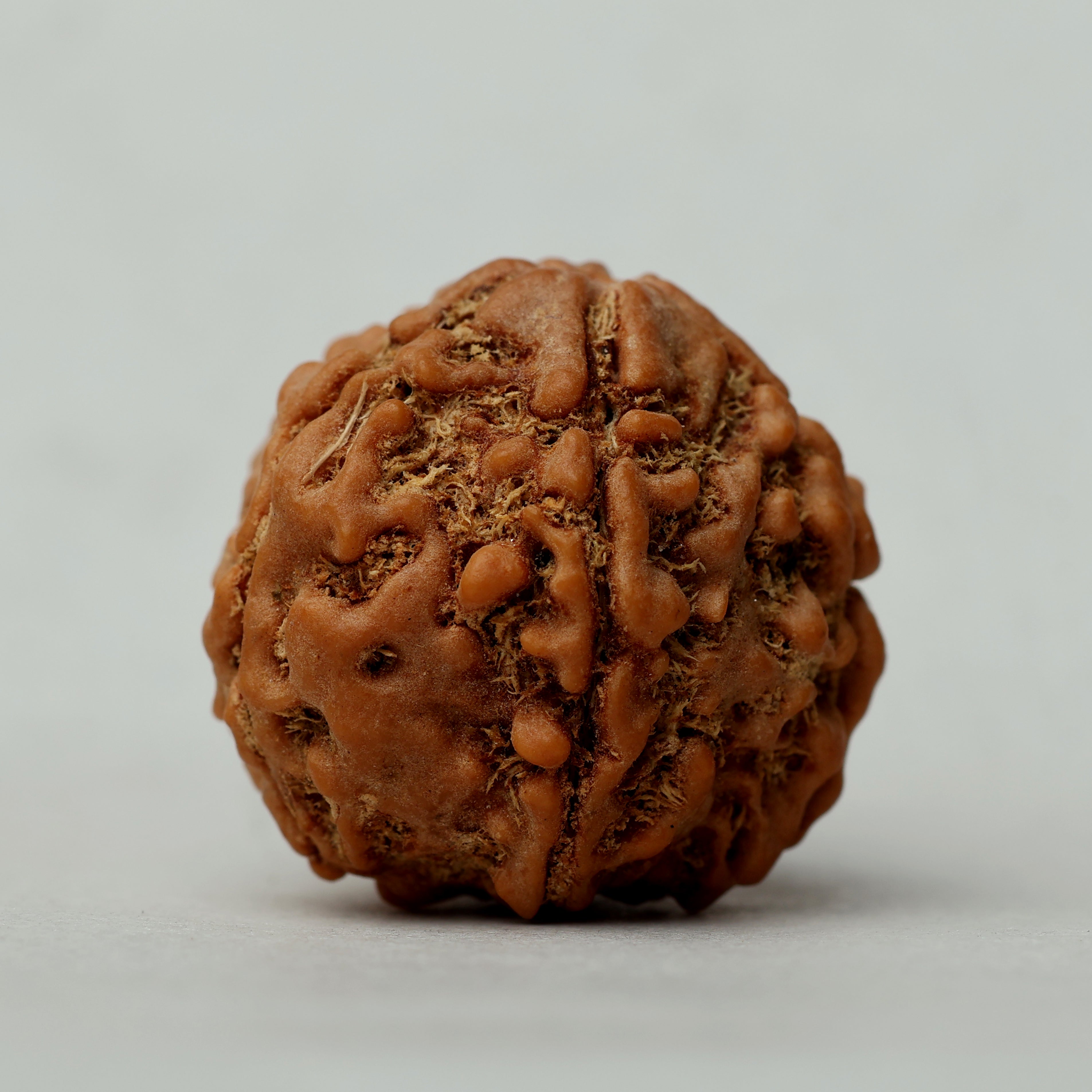 5 Mukhi Rudraksha