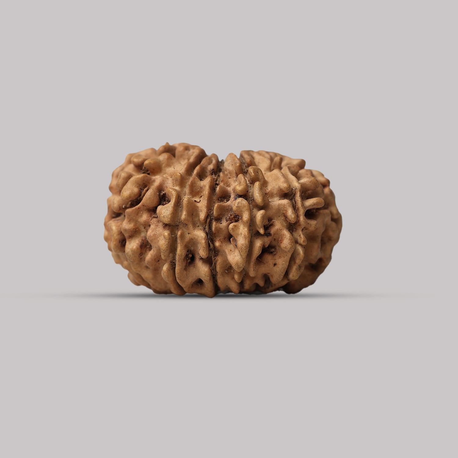 13 Mukhi Rudraksha
