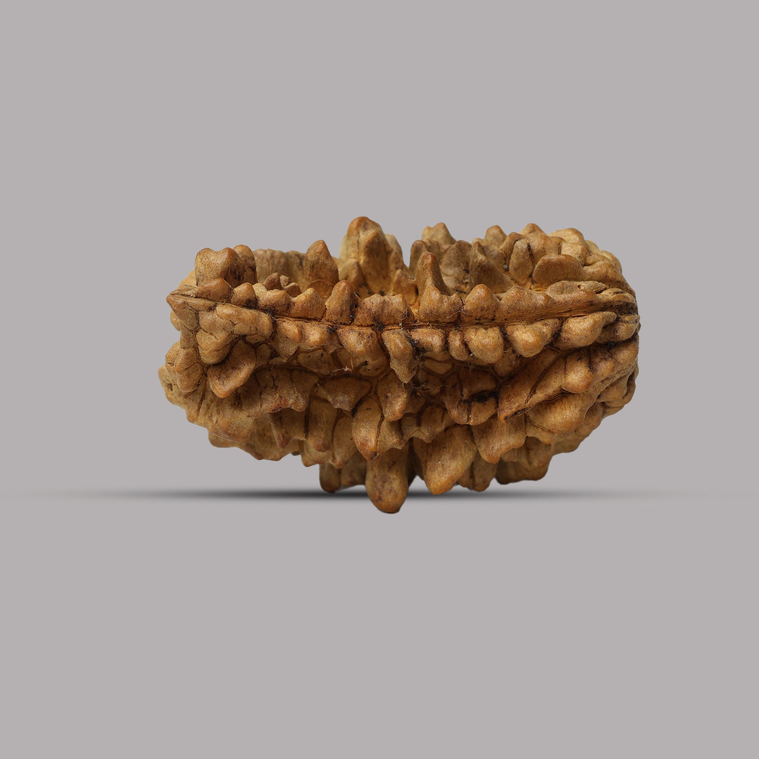 1 Mukhi Rudraksha 3.81