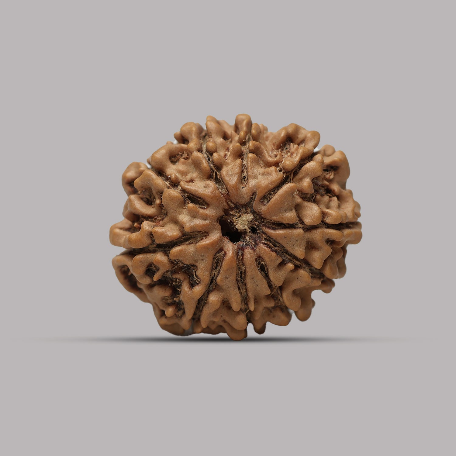 10 Mukhi Rudraksha