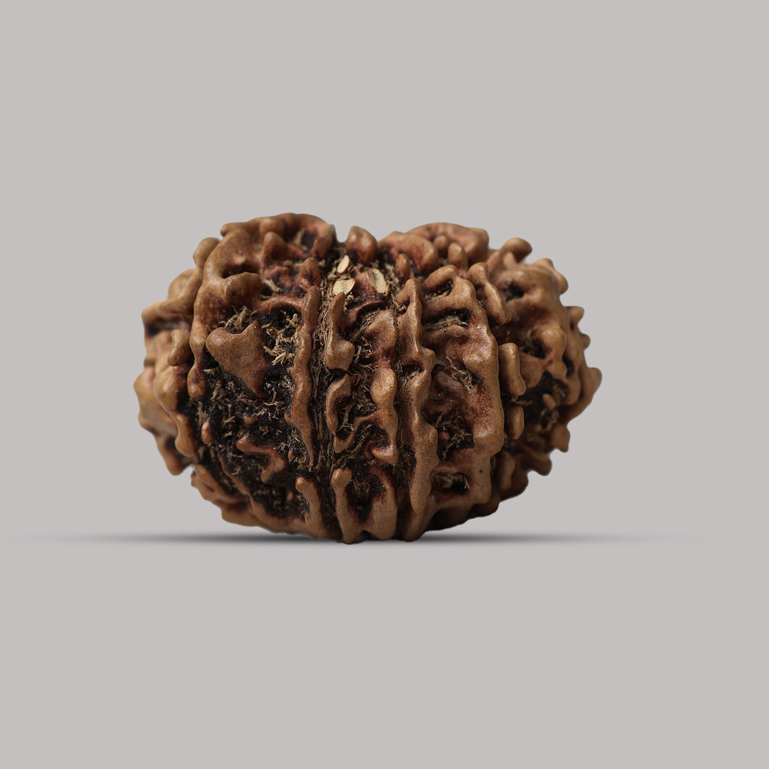 12 Mukhi Rudraksha