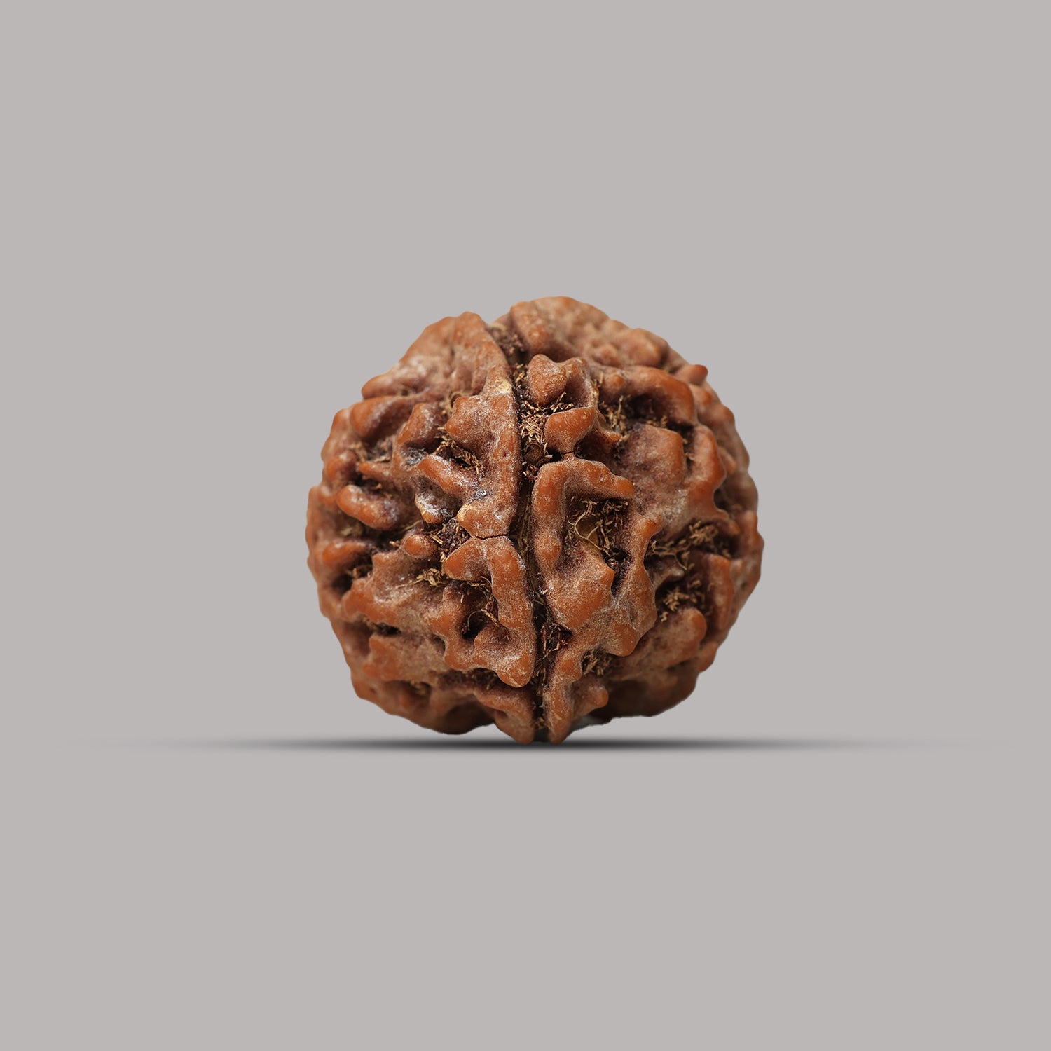 4 Mukhi Rudraksha