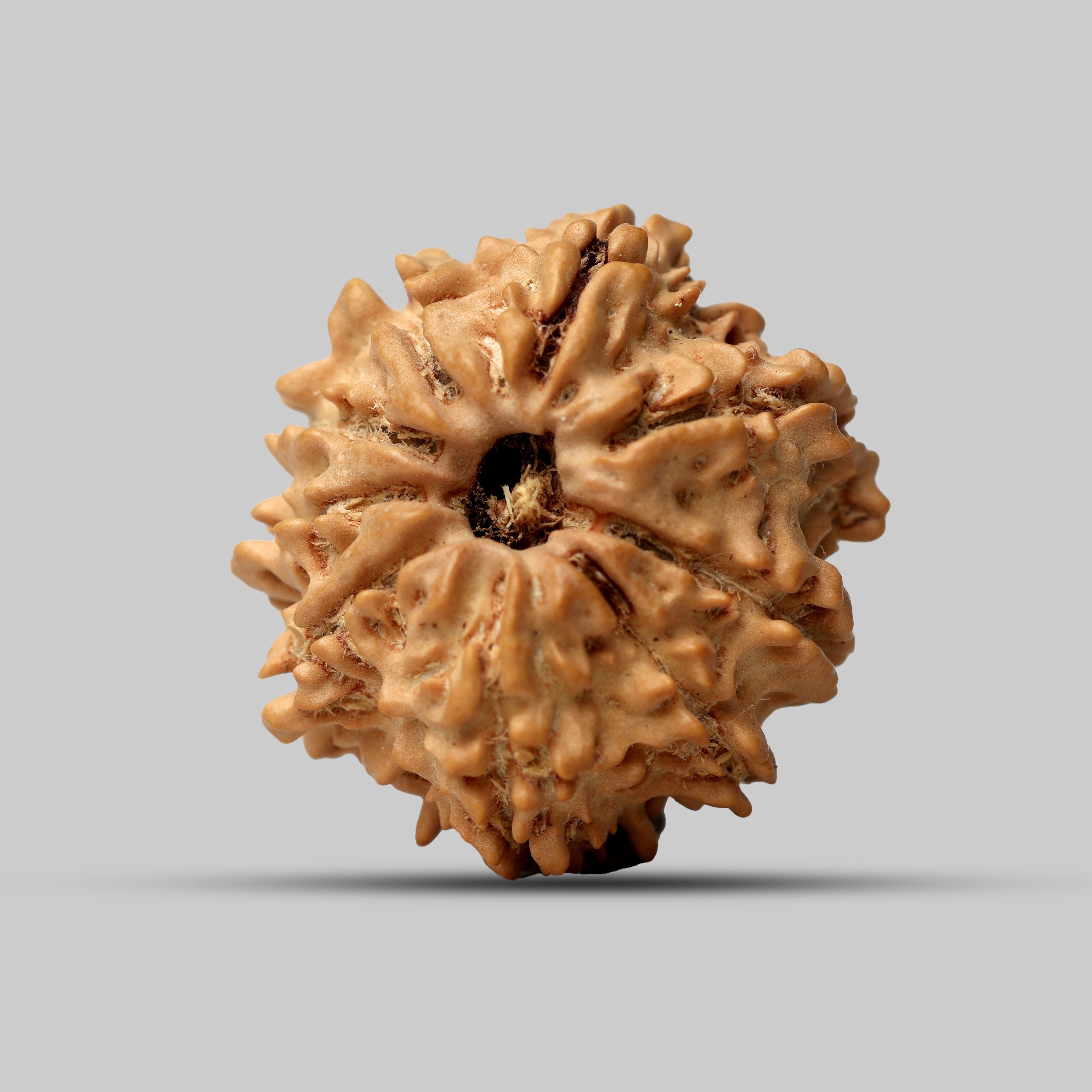 9 Mukhi Rudraksha