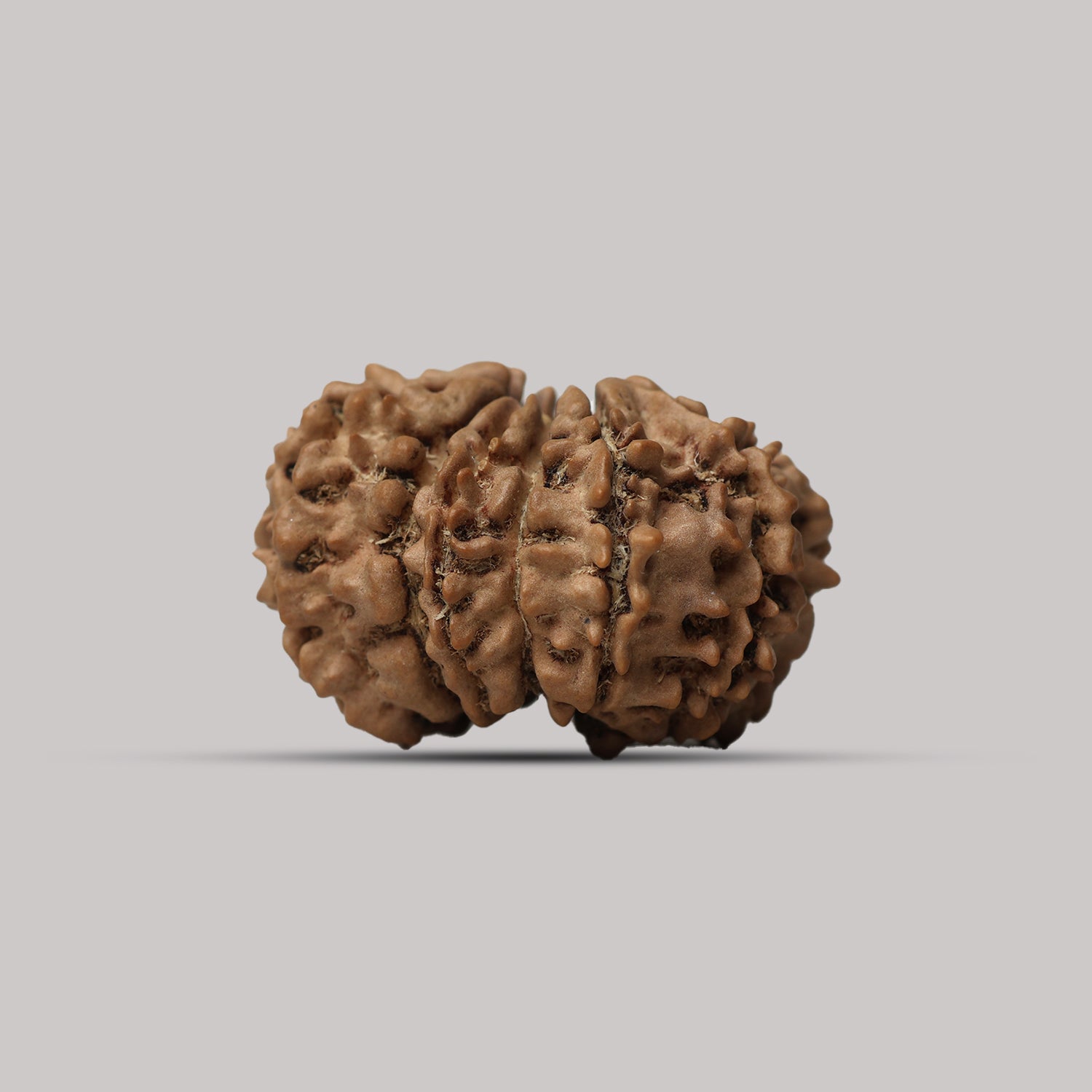 13 Mukhi Rudraksha