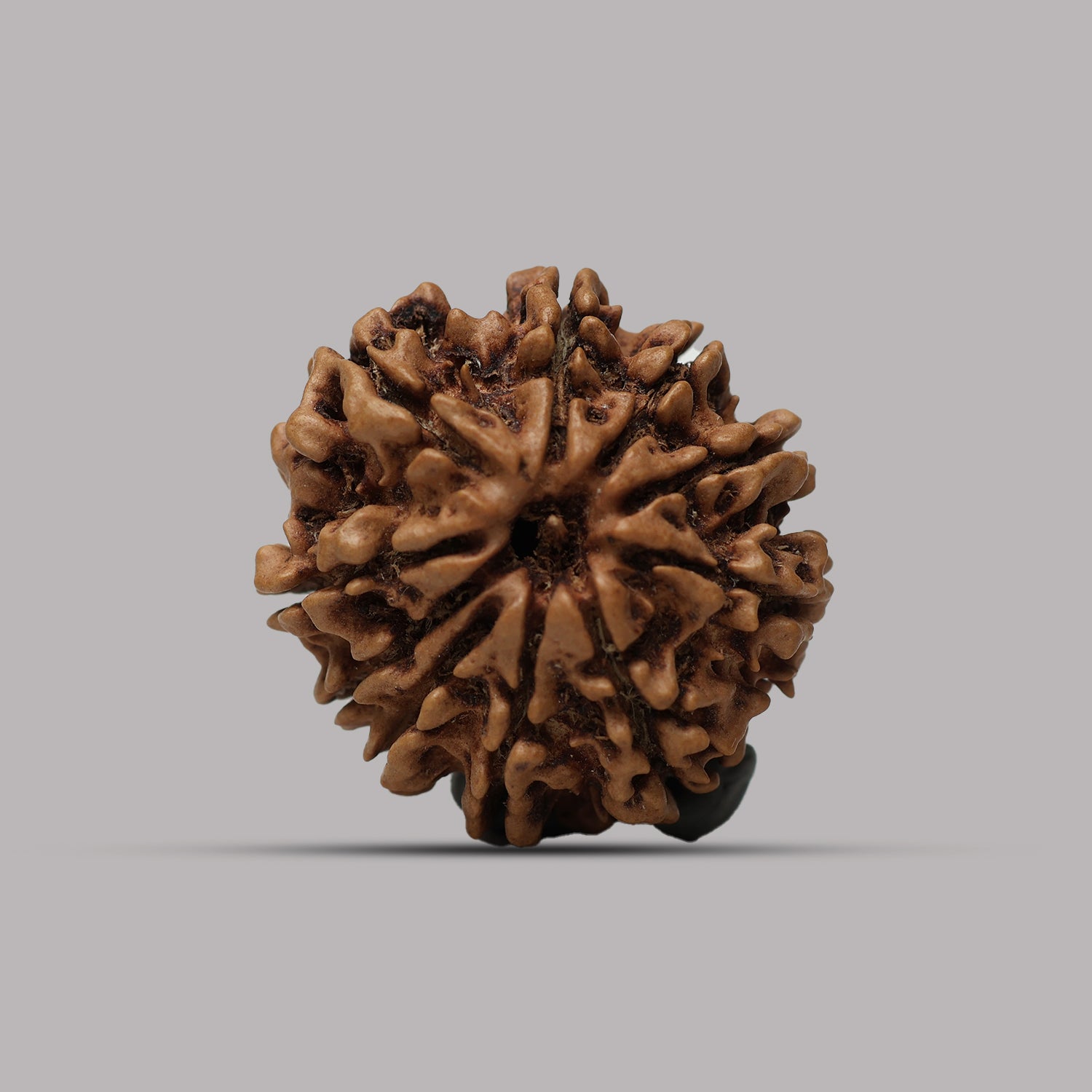 10 Mukhi Rudraksha
