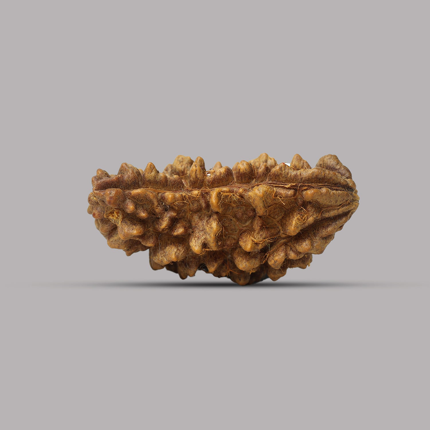 1 Mukhi Rudraksha 2.84