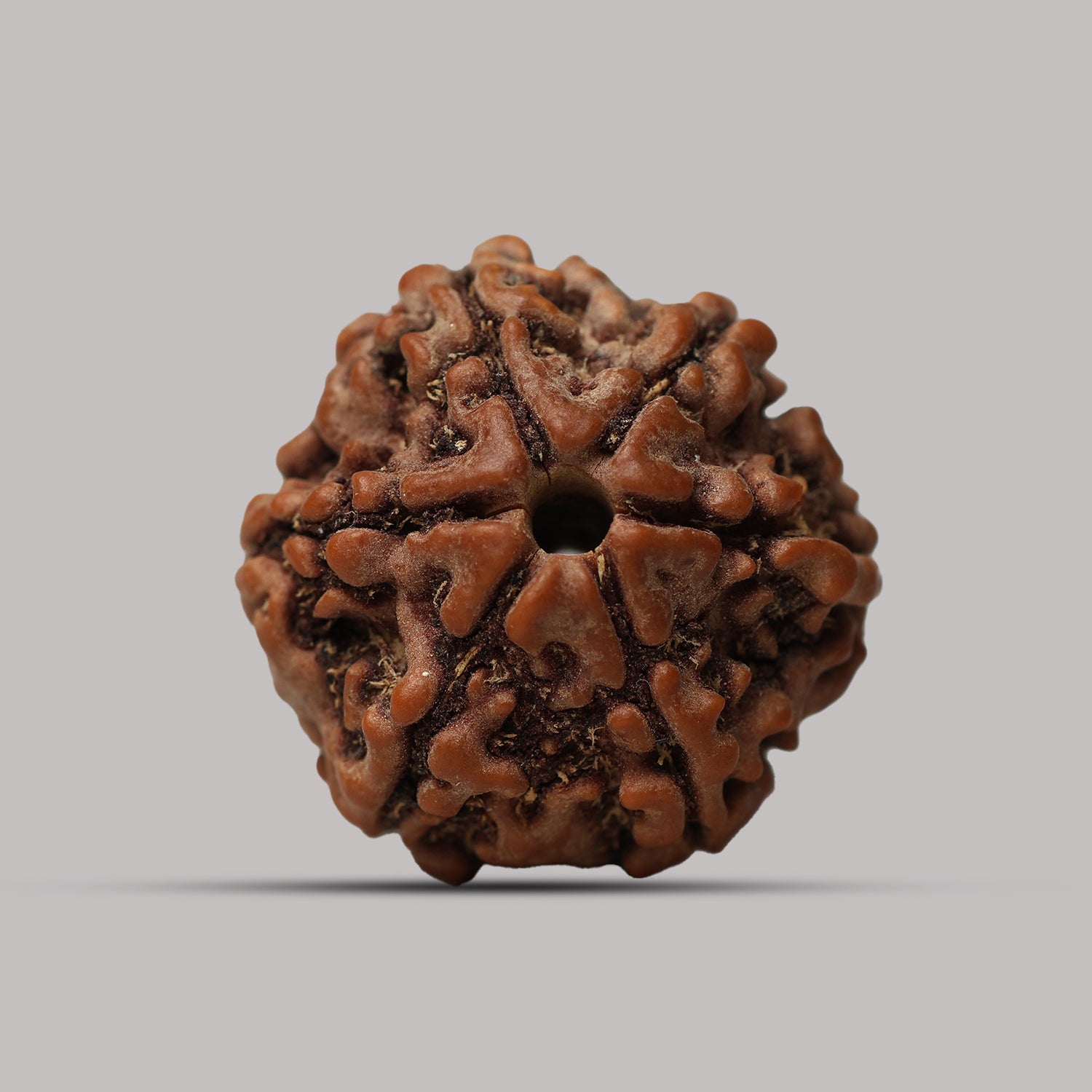 6 Mukhi Rudraksha