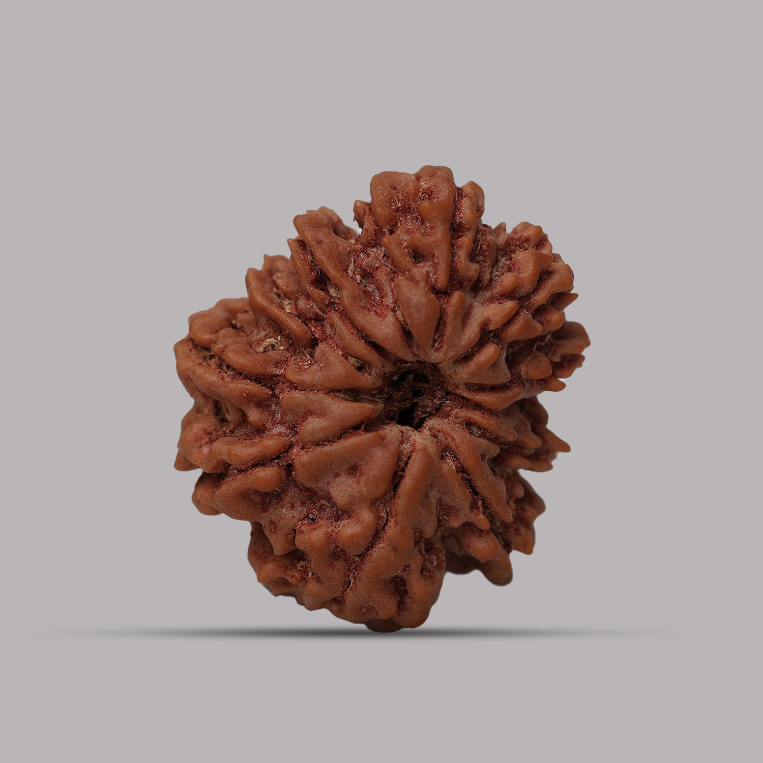 12 Mukhi Rudraksha