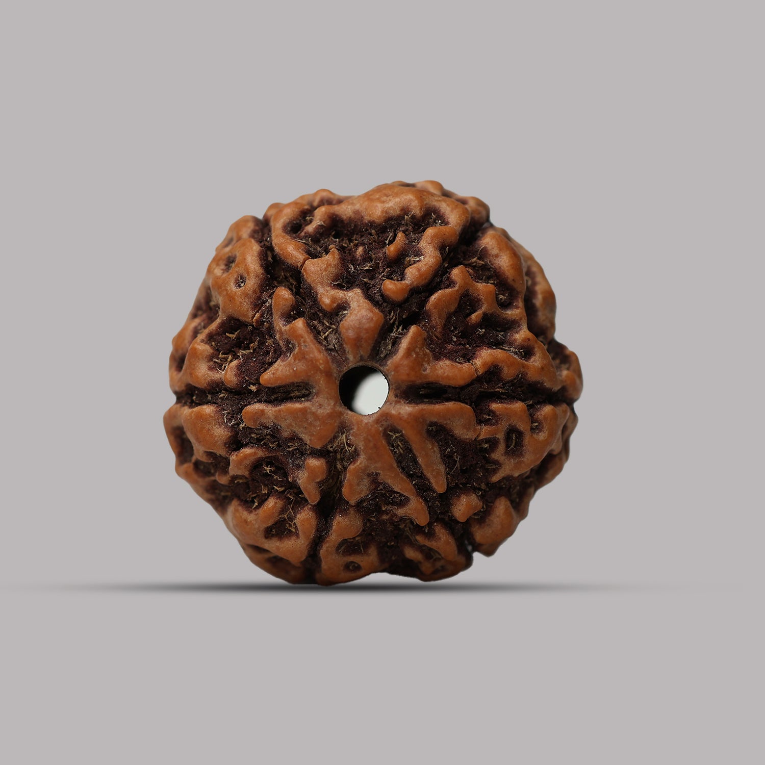 6 Mukhi Rudraksha