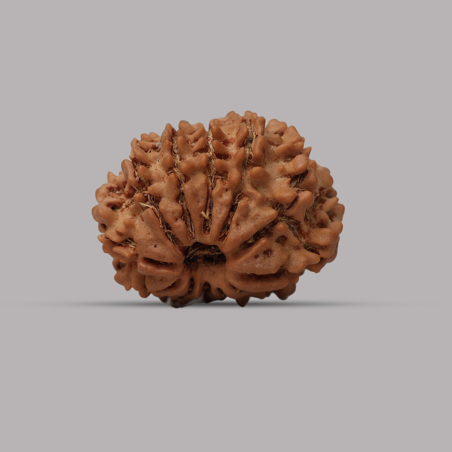 12 Mukhi Rudraksha