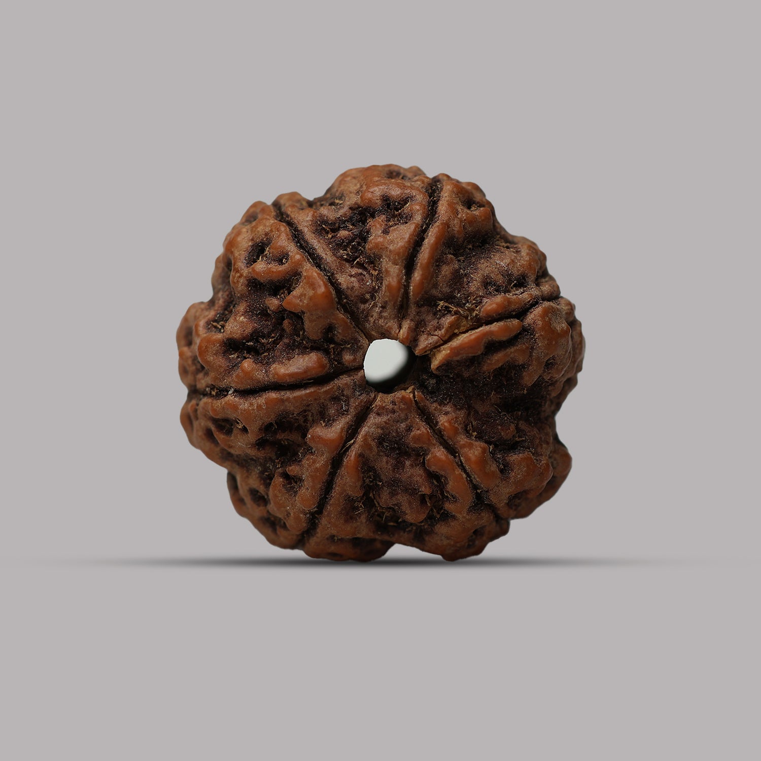 6 Mukhi Rudraksha