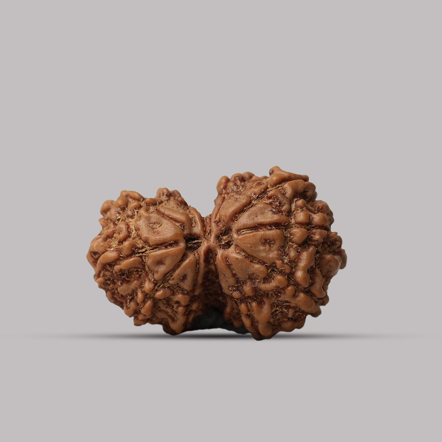 Gauri Shankar Rudraksha