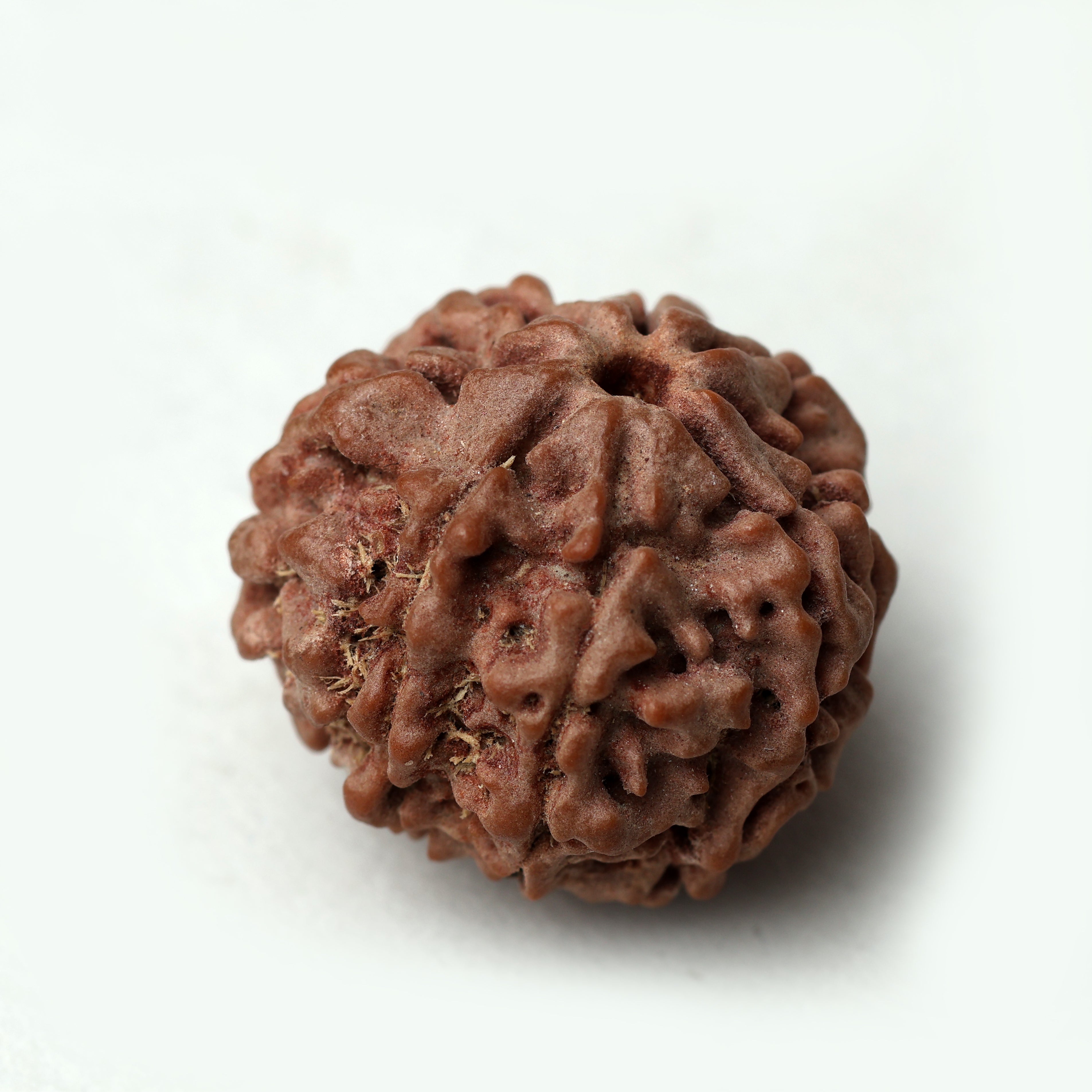 8 Mukhi Rudraksha