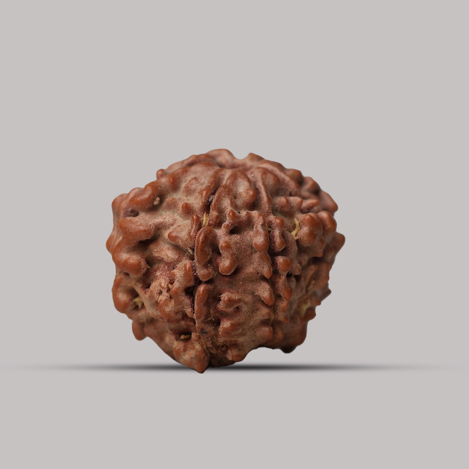 7 Mukhi Rudraksha