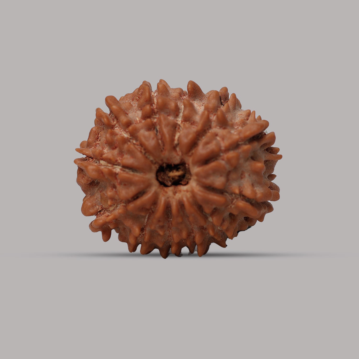 12 Mukhi Rudraksha