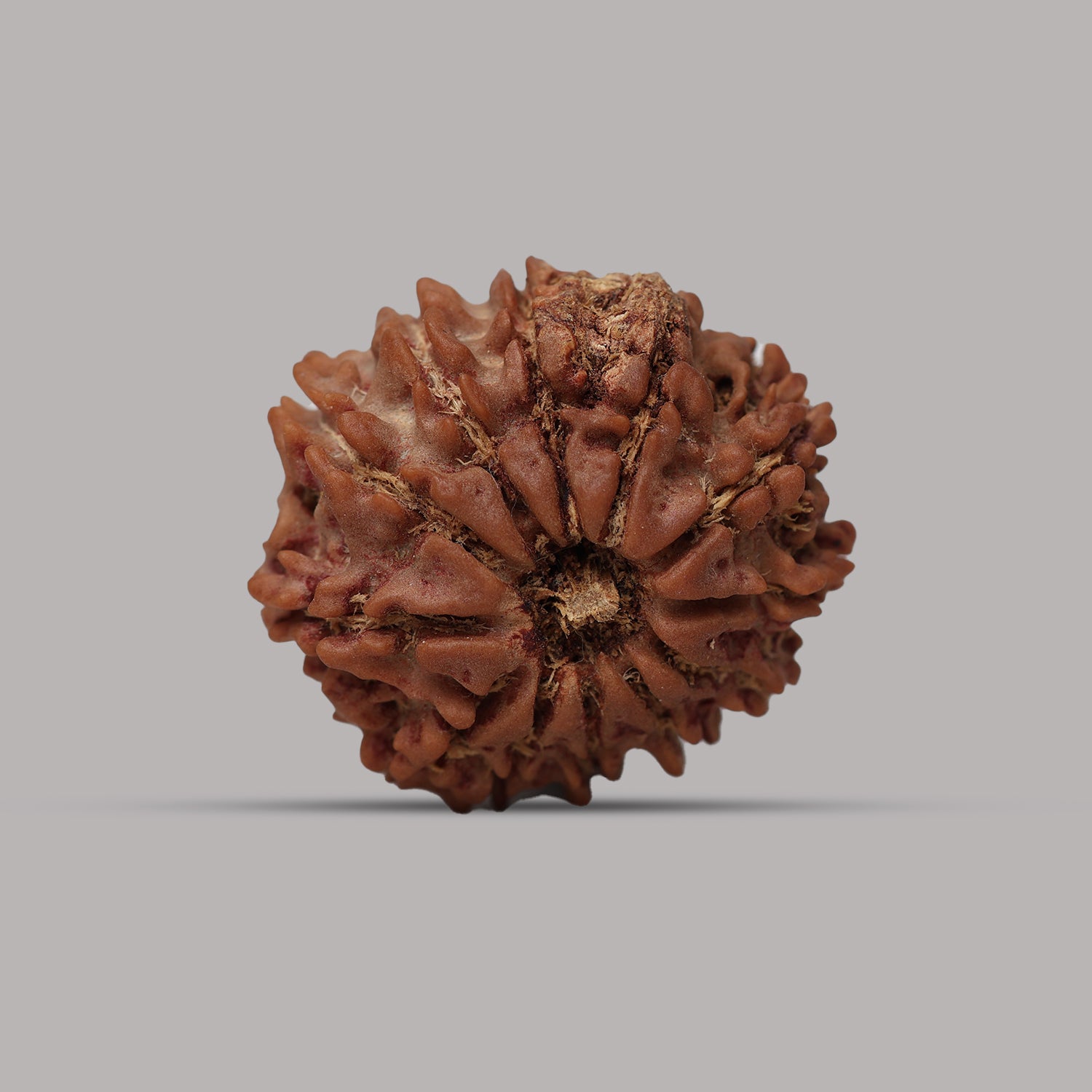12 Mukhi Rudraksha
