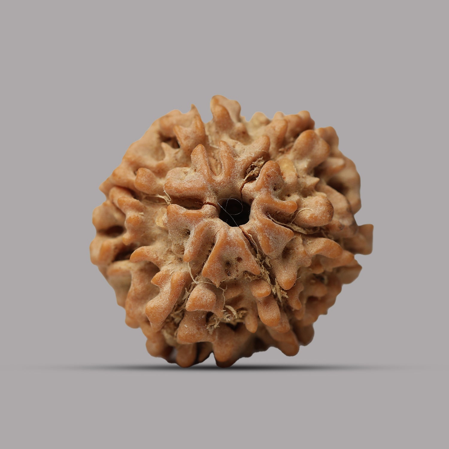 6 Mukhi Rudraksha