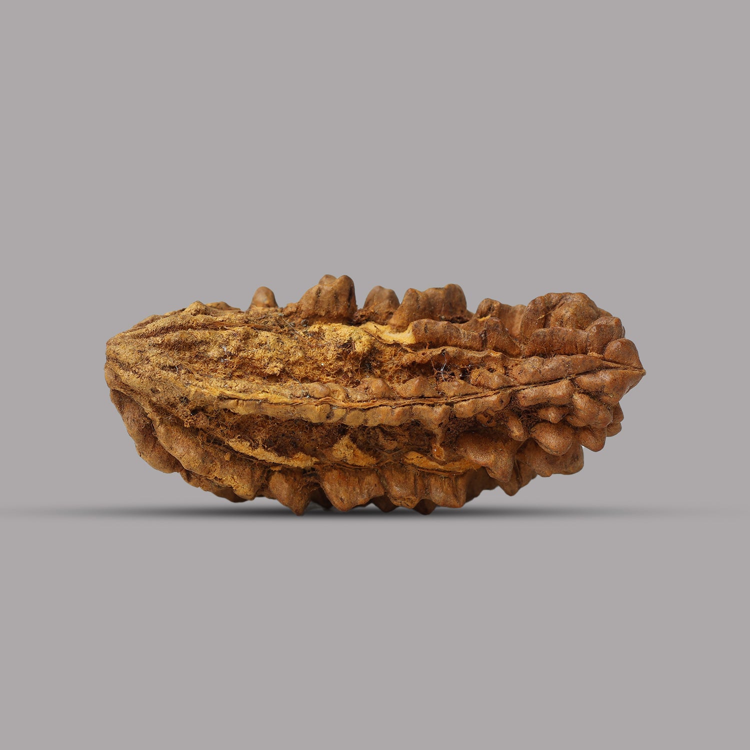 1 Mukhi Rudraksha 1.26