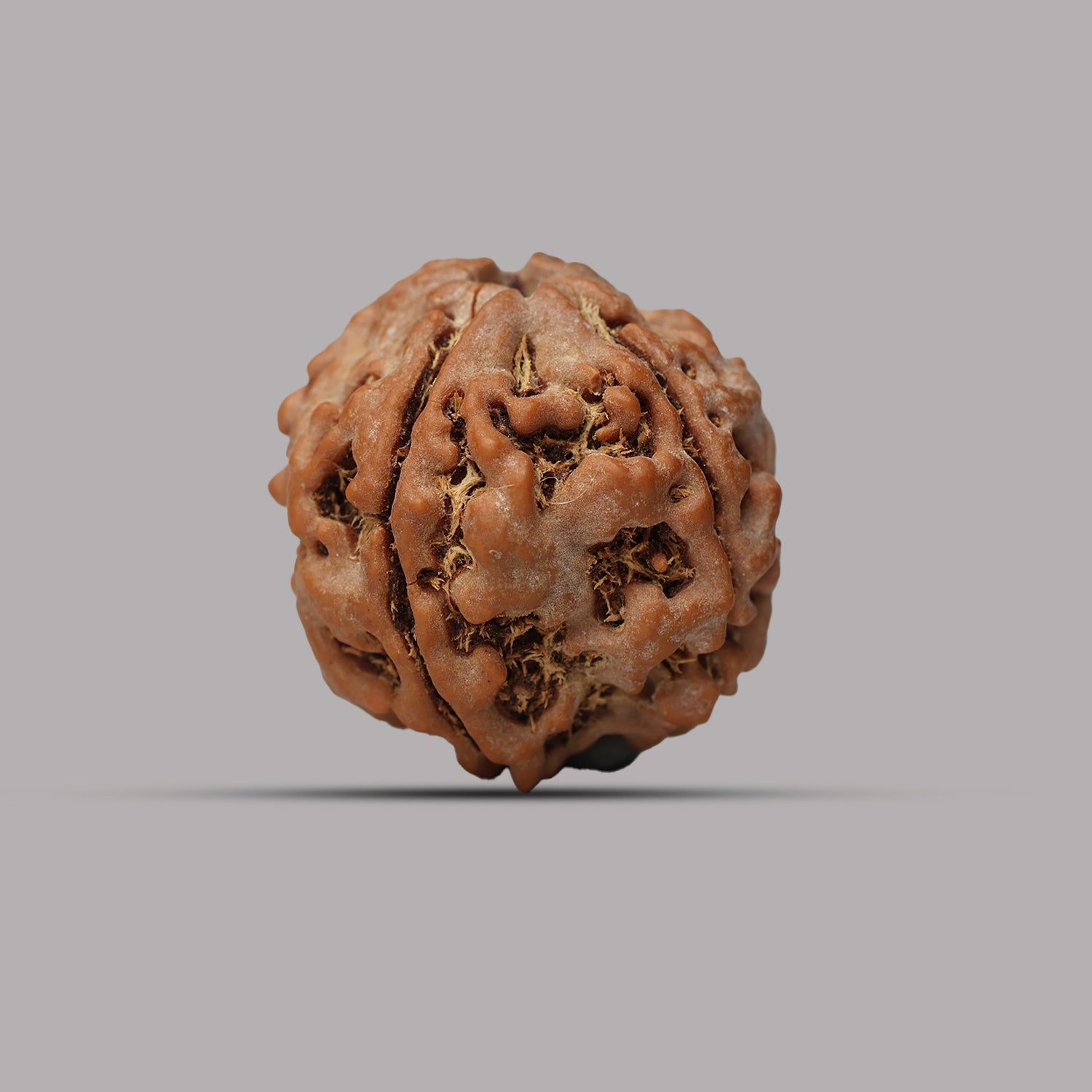 4 Mukhi Rudraksha