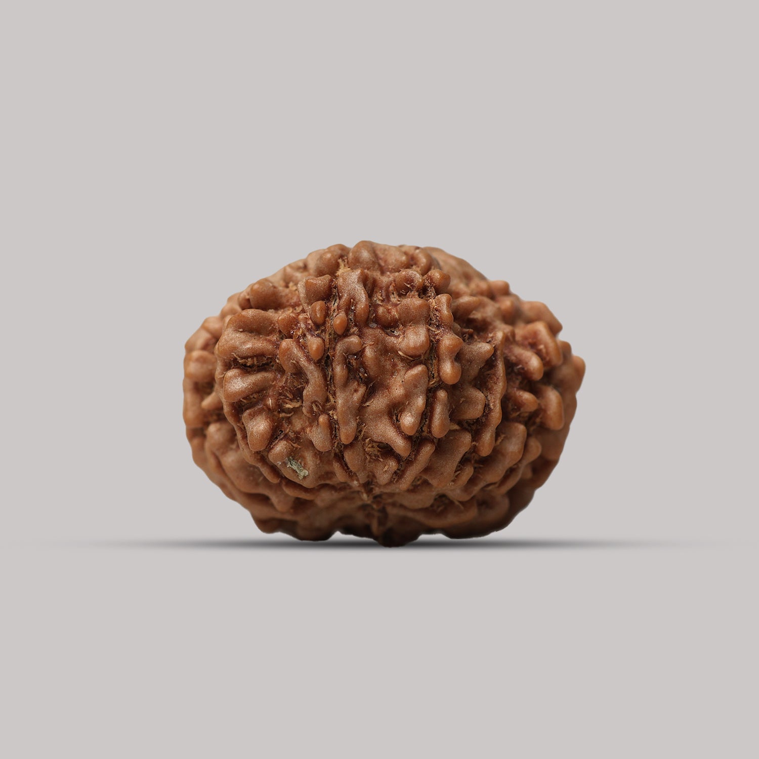 12 Mukhi Rudraksha