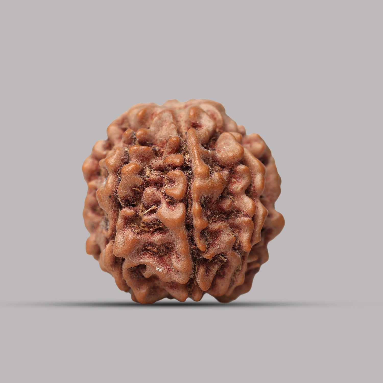 7 Mukhi Rudraksha
