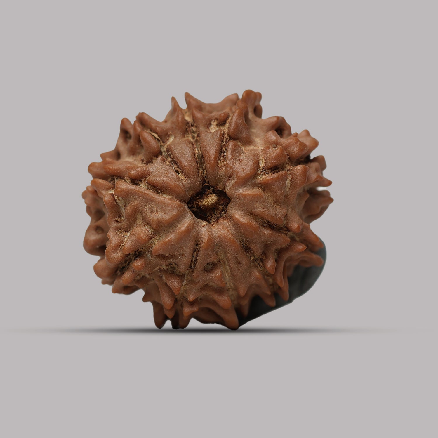 10 Mukhi Rudraksha