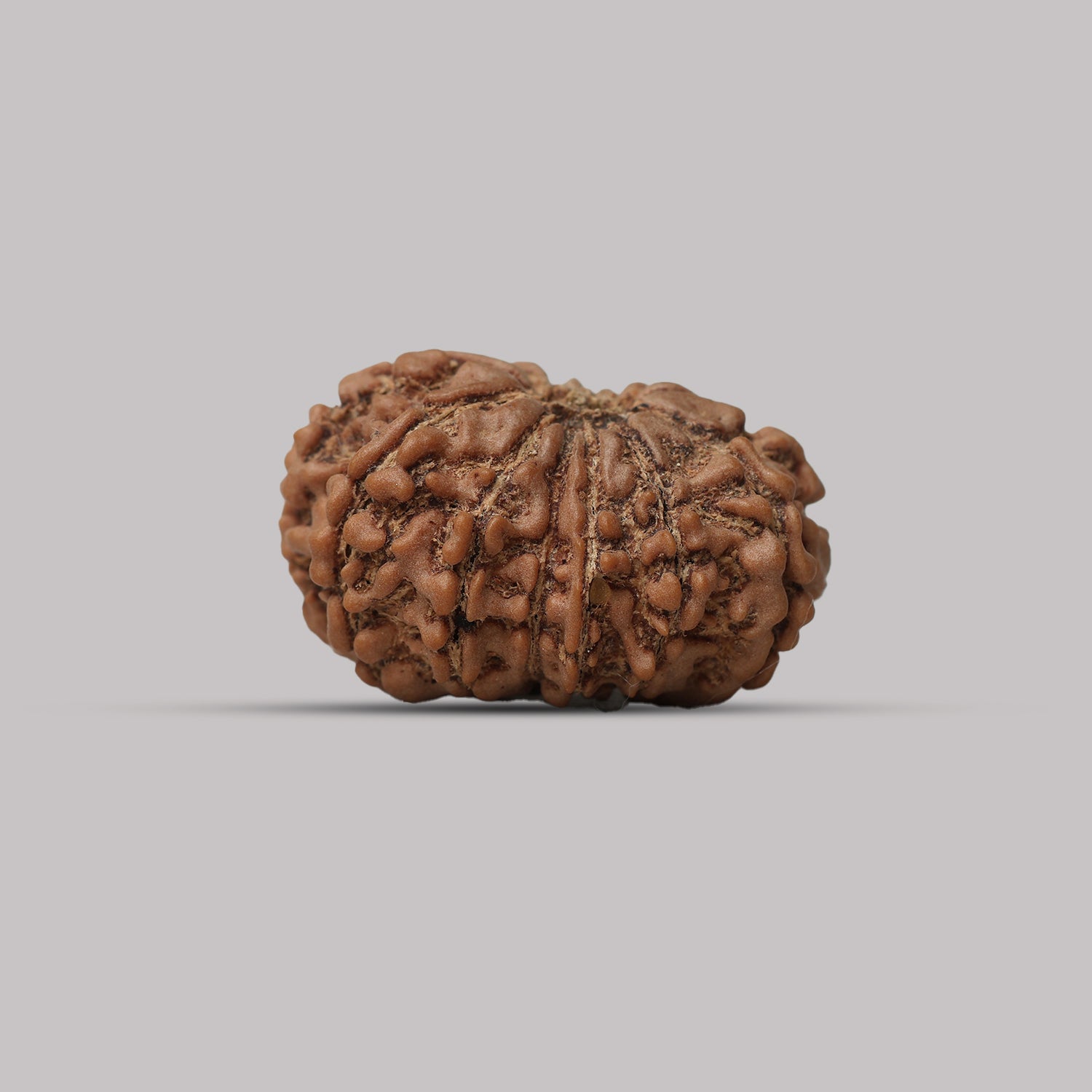 13 Mukhi Rudraksha
