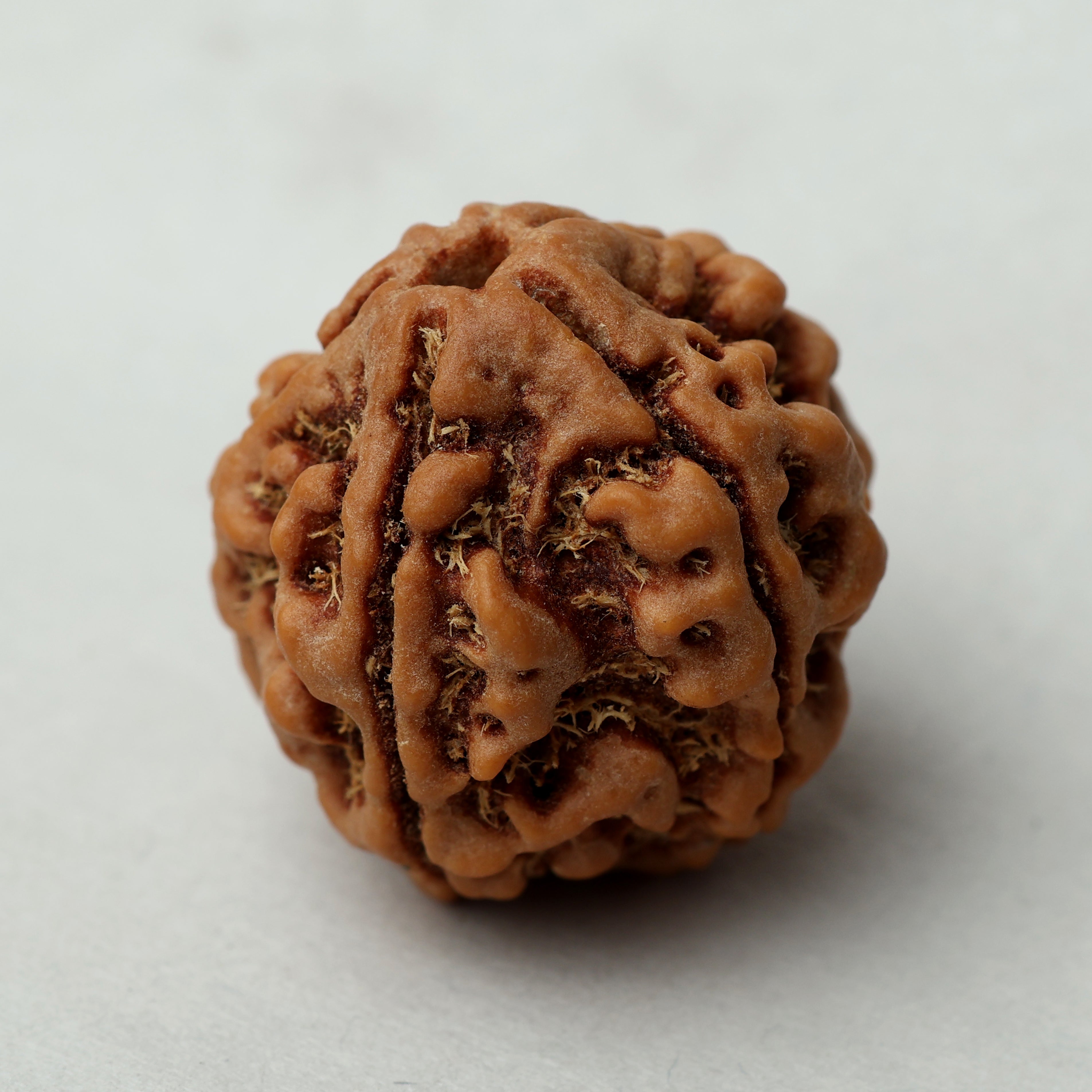 5 Mukhi Rudraksha