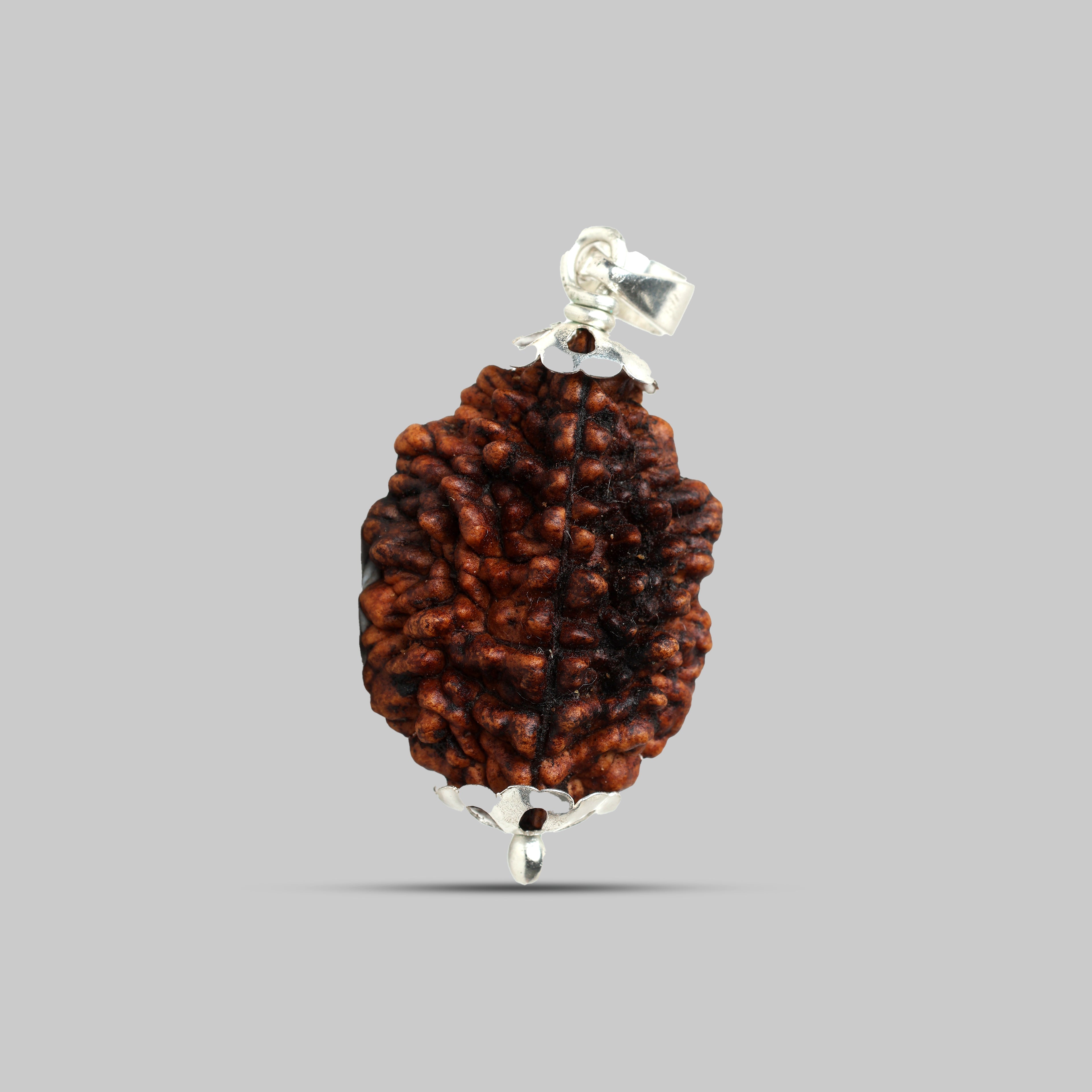 2 Mukhi Rudraksha