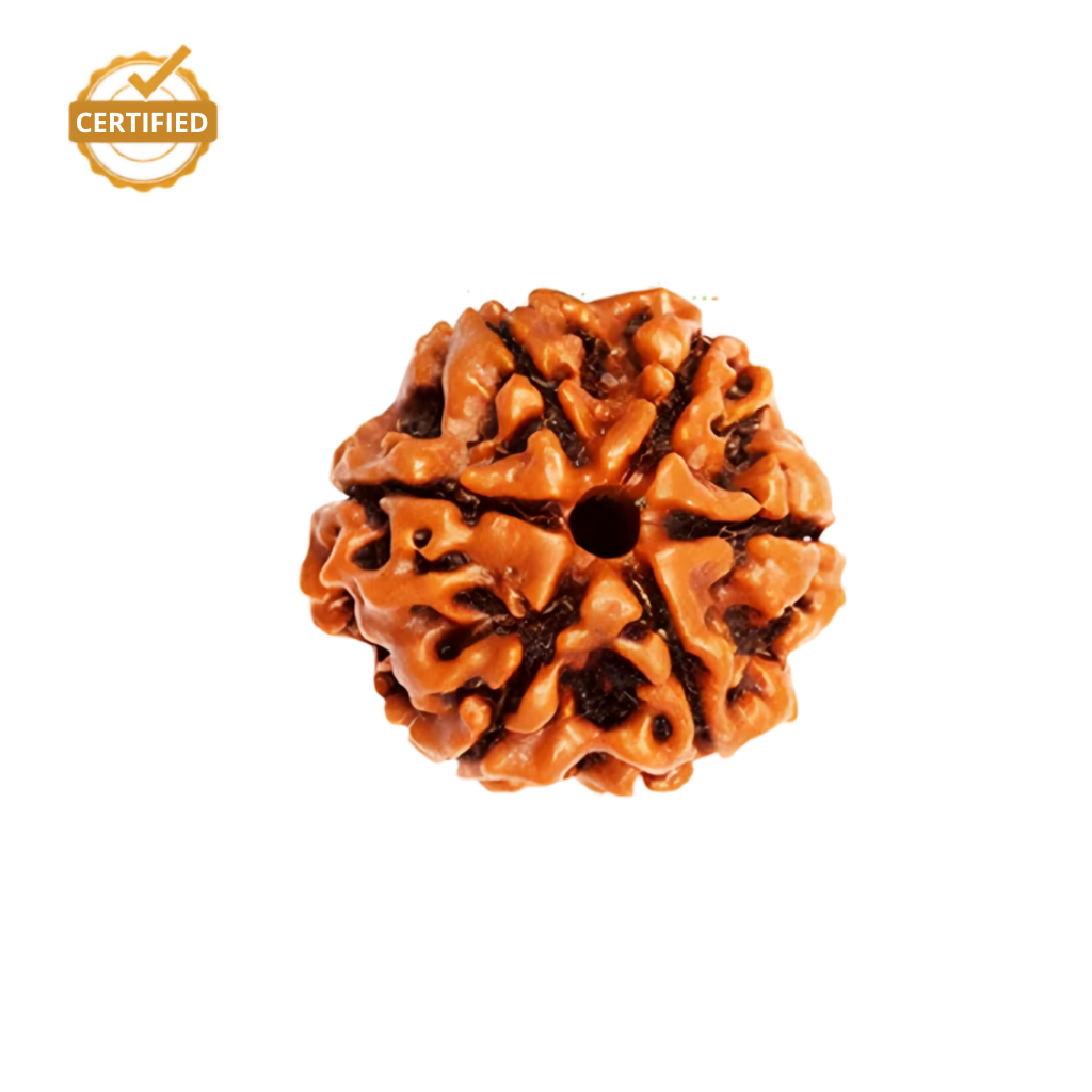 6 Mukhi Rudraksha (Nepali)
