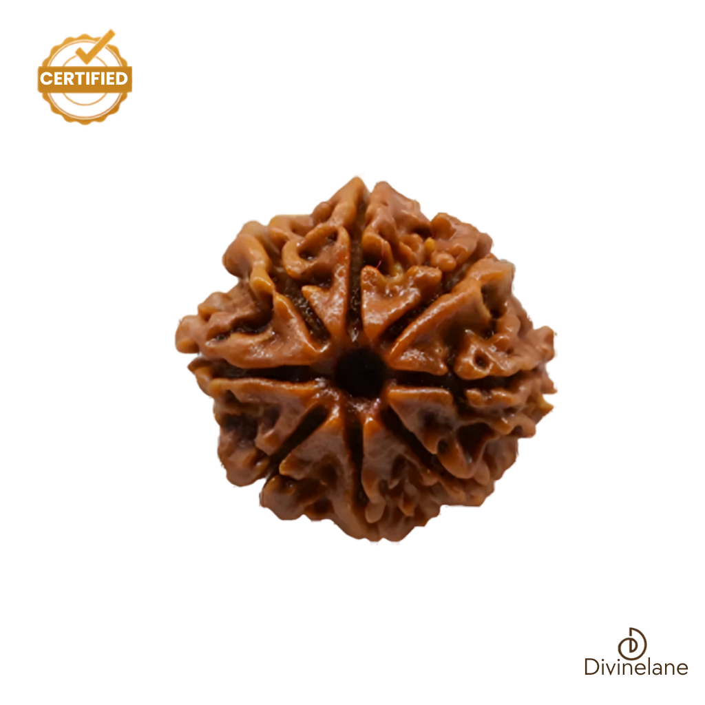 8 mukhi Rudraksha (Nepali)
