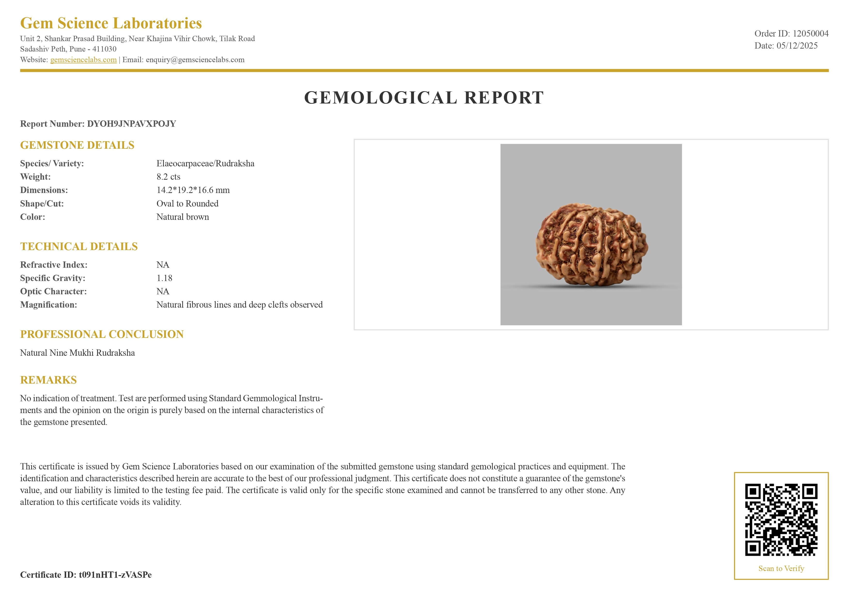 9 Mukhi Rudraksha