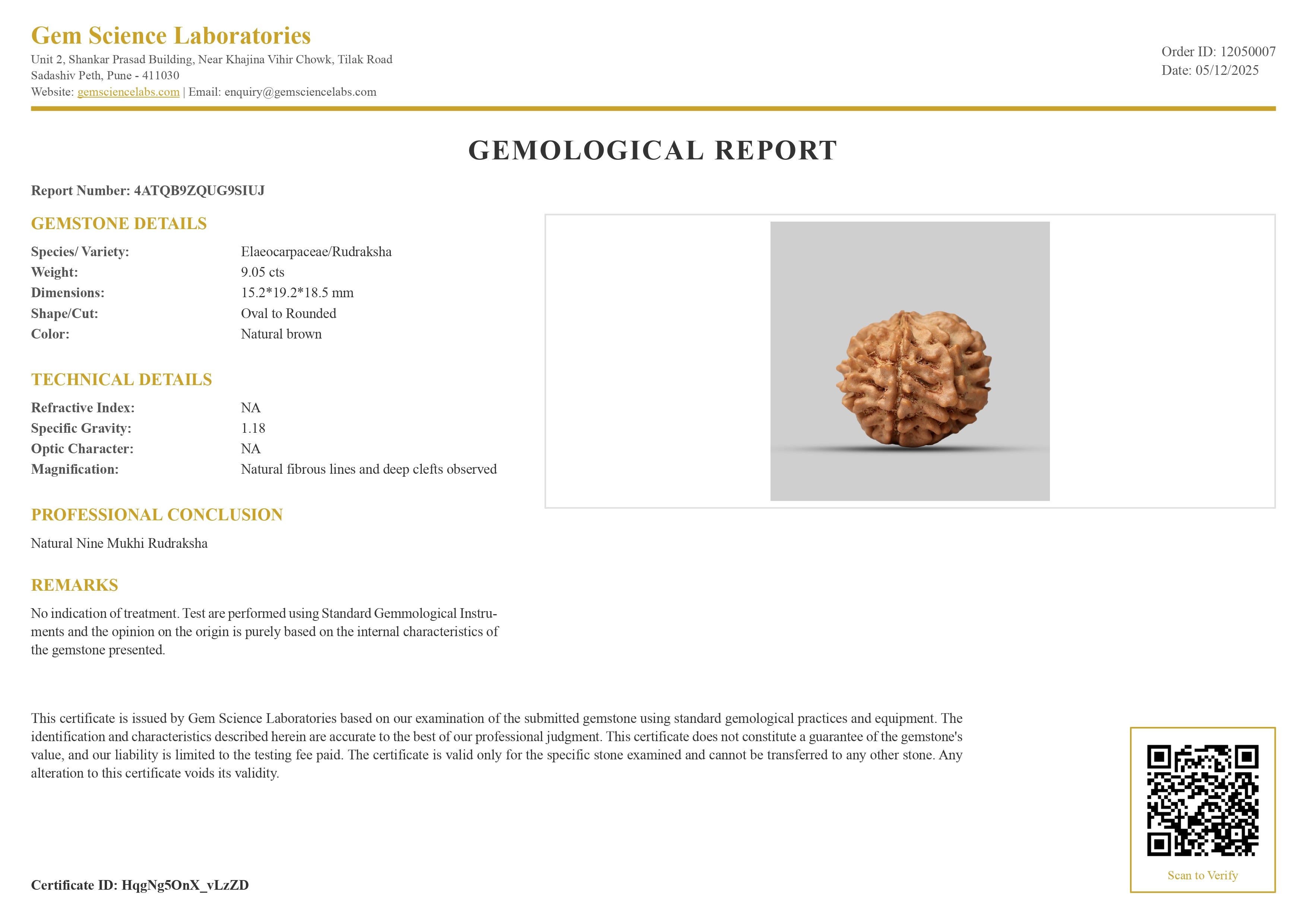 9 Mukhi Rudraksha