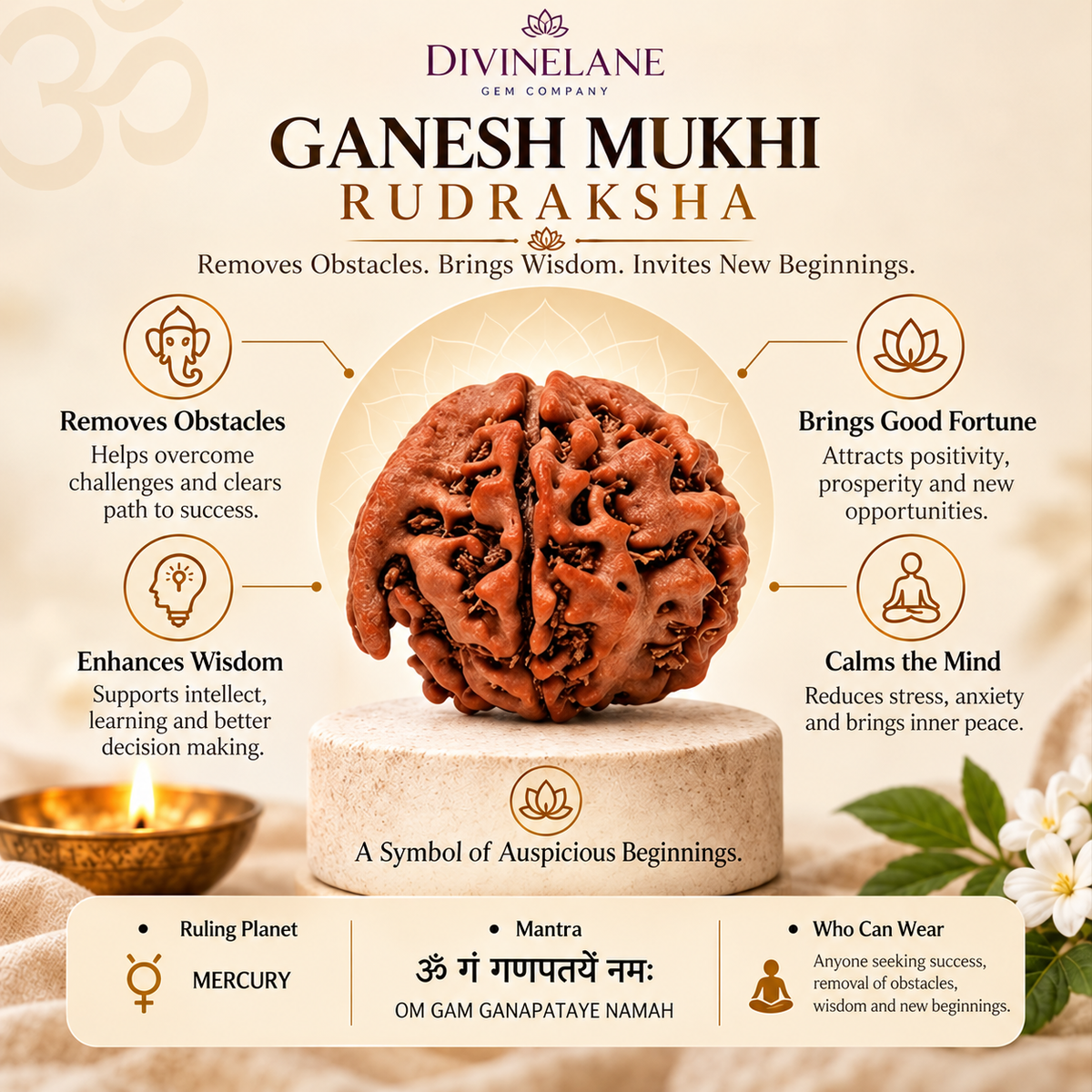 Ganesh Mukhi Rudraksha