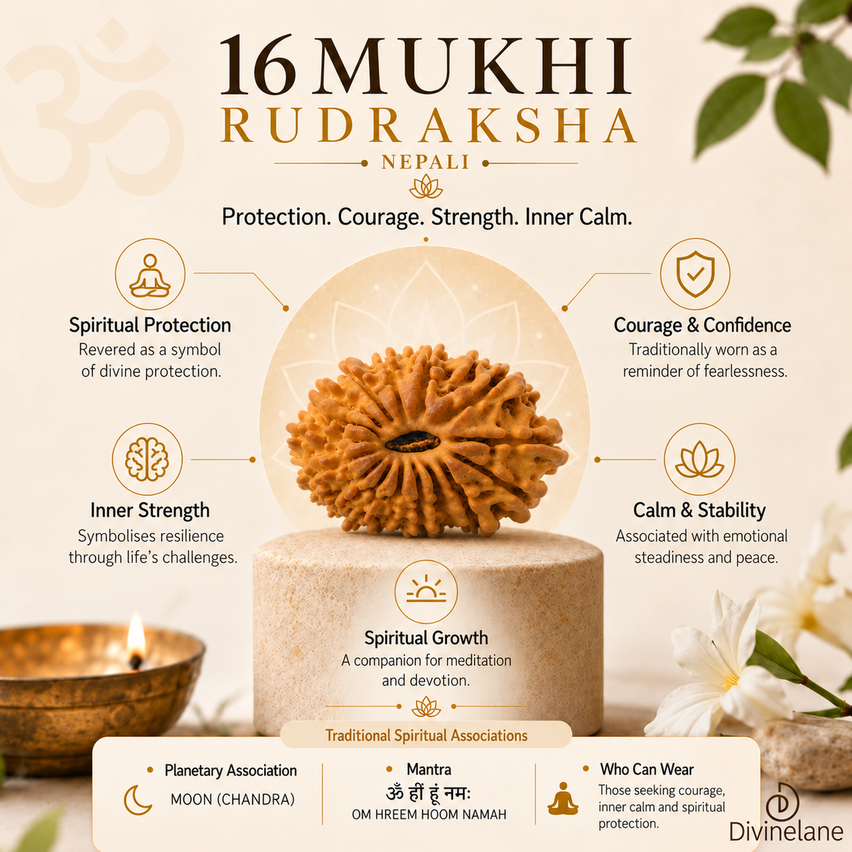 16 Mukhi Rudraksha