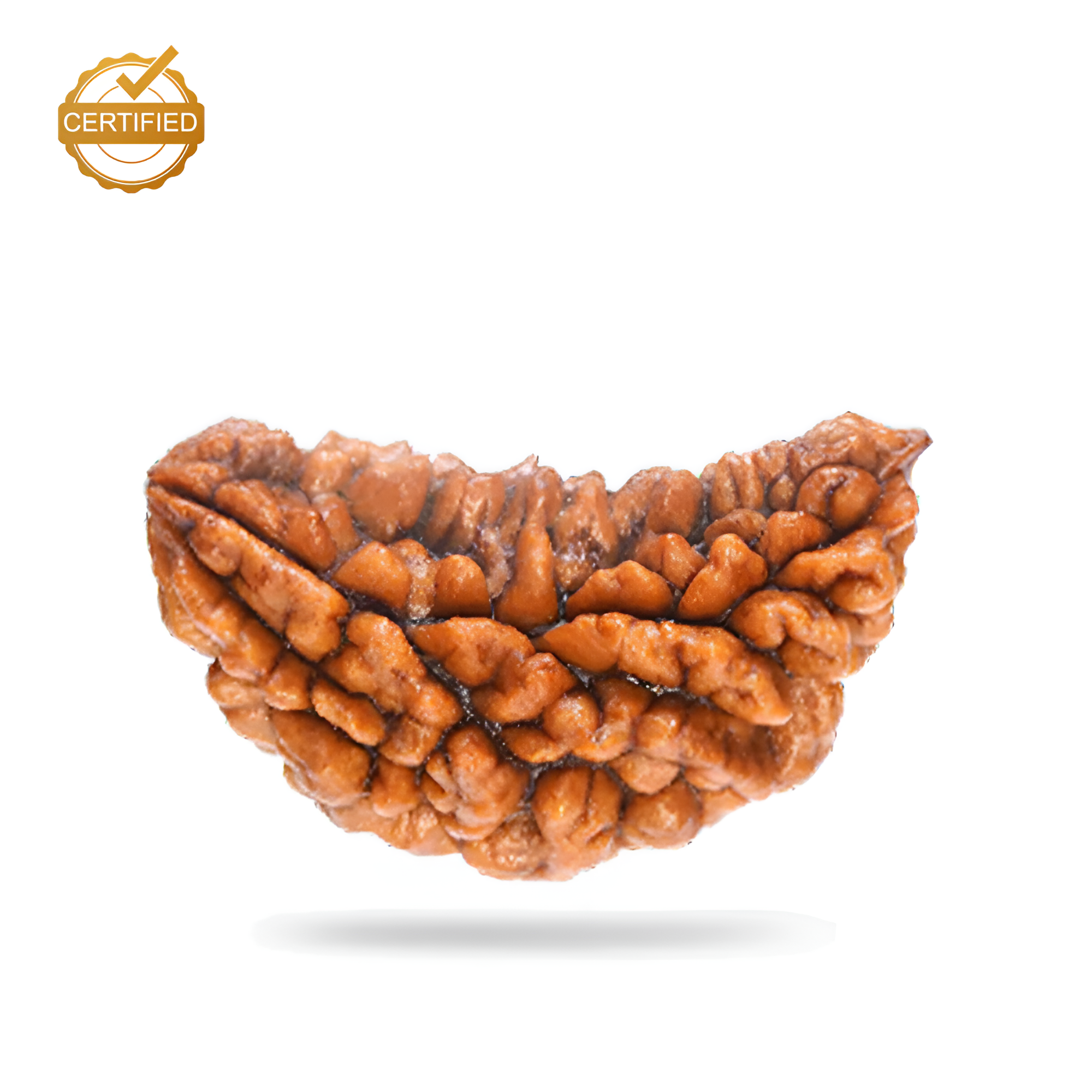 1 Mukhi Rudraksha (Nepali)