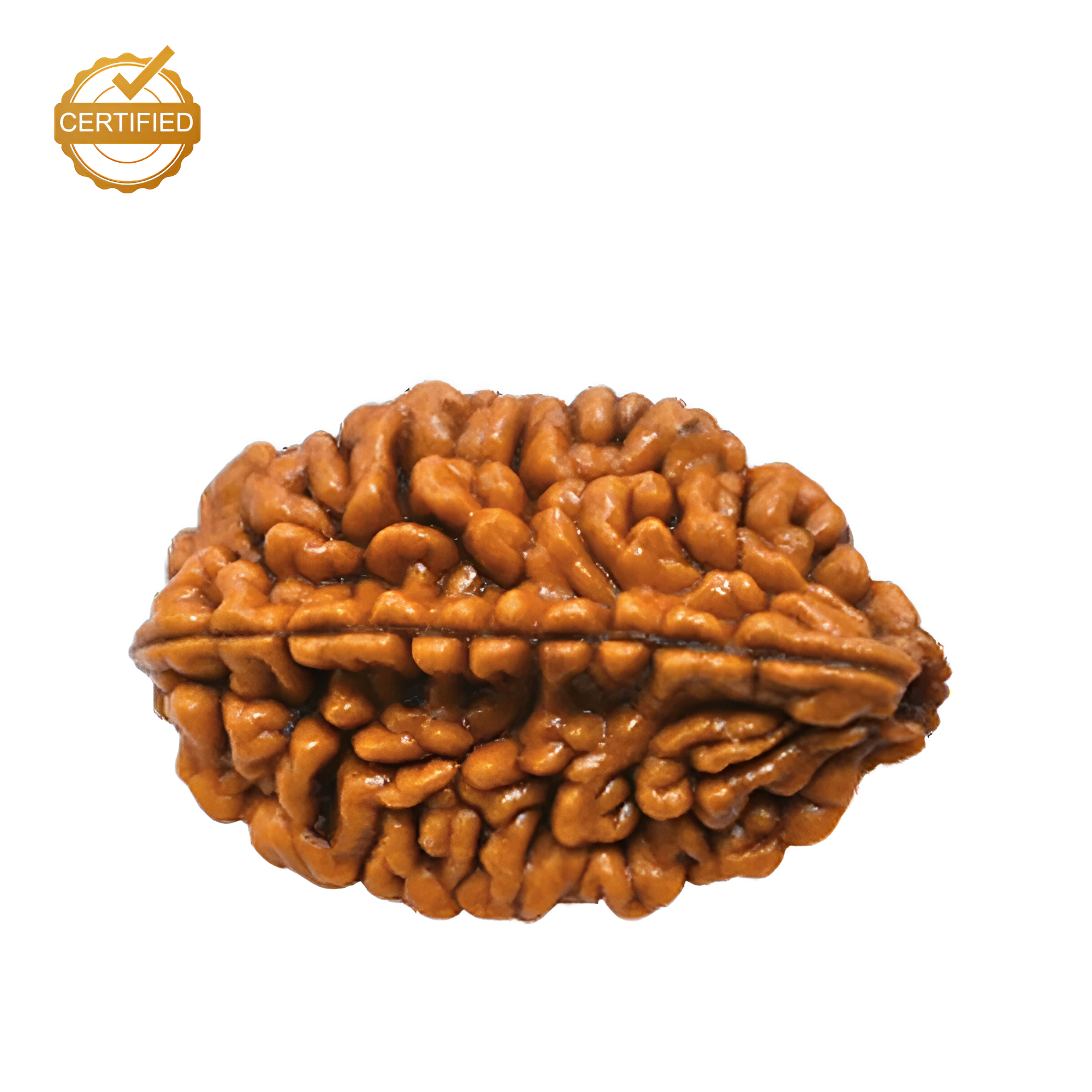 2 Mukhi Rudraksha (Nepali)