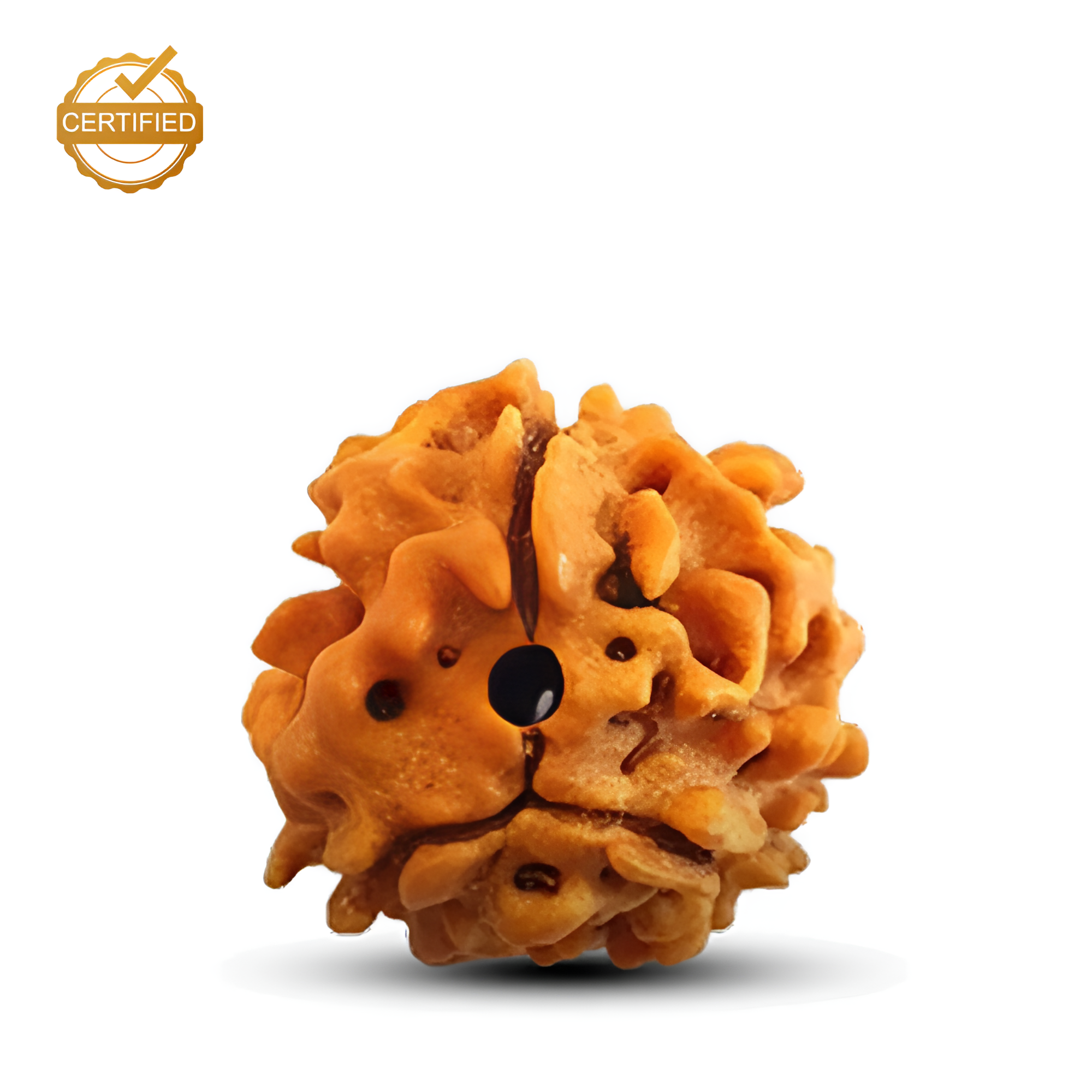 3 Mukhi Rudraksha (Nepali)