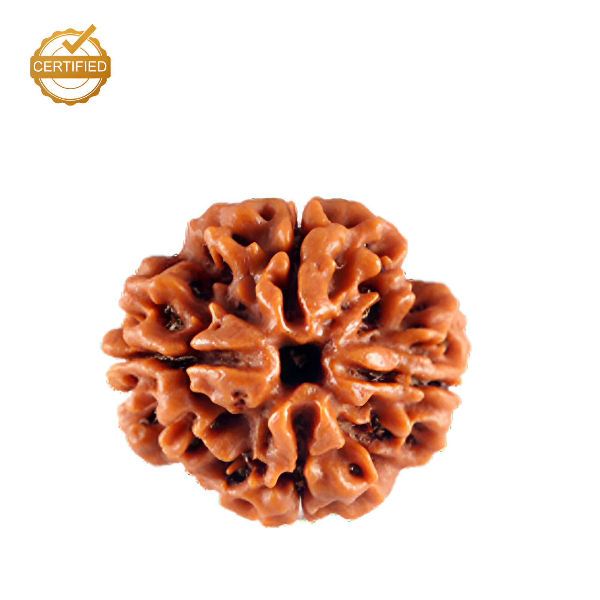 4 Mukhi Rudraksha (Nepali)