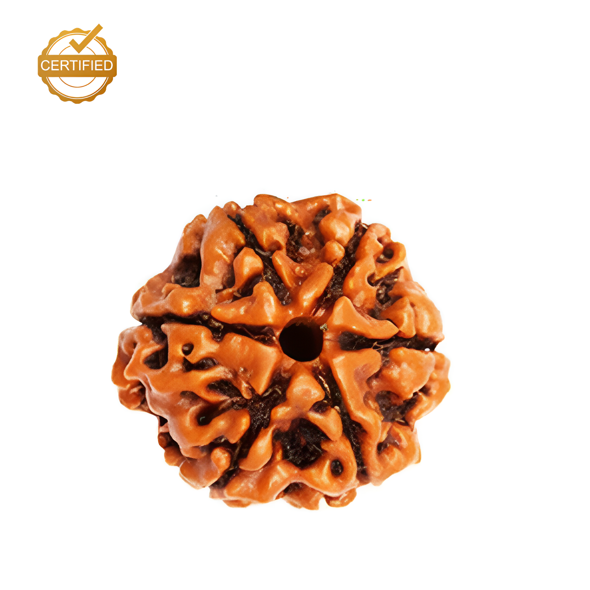 6 Mukhi Rudraksha (Nepali)