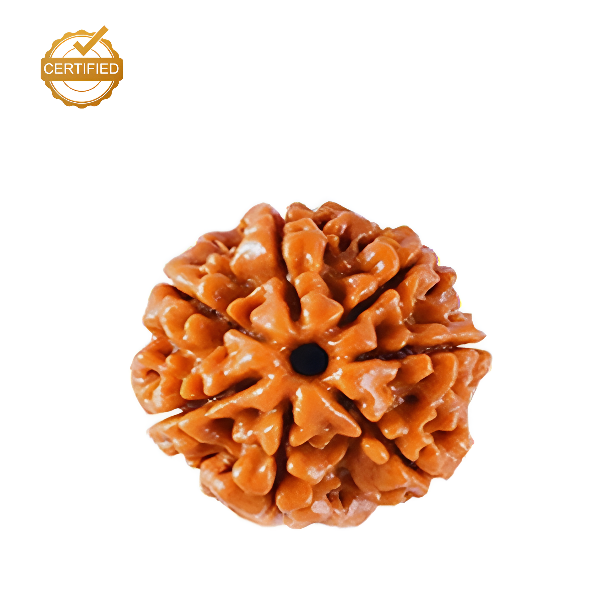 7 Mukhi Rudraksha (Nepali)