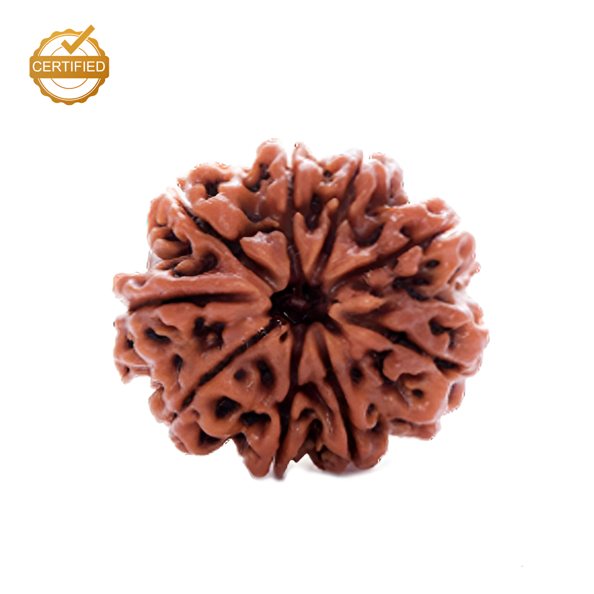 9 Mukhi Rudraksha (Nepali)
