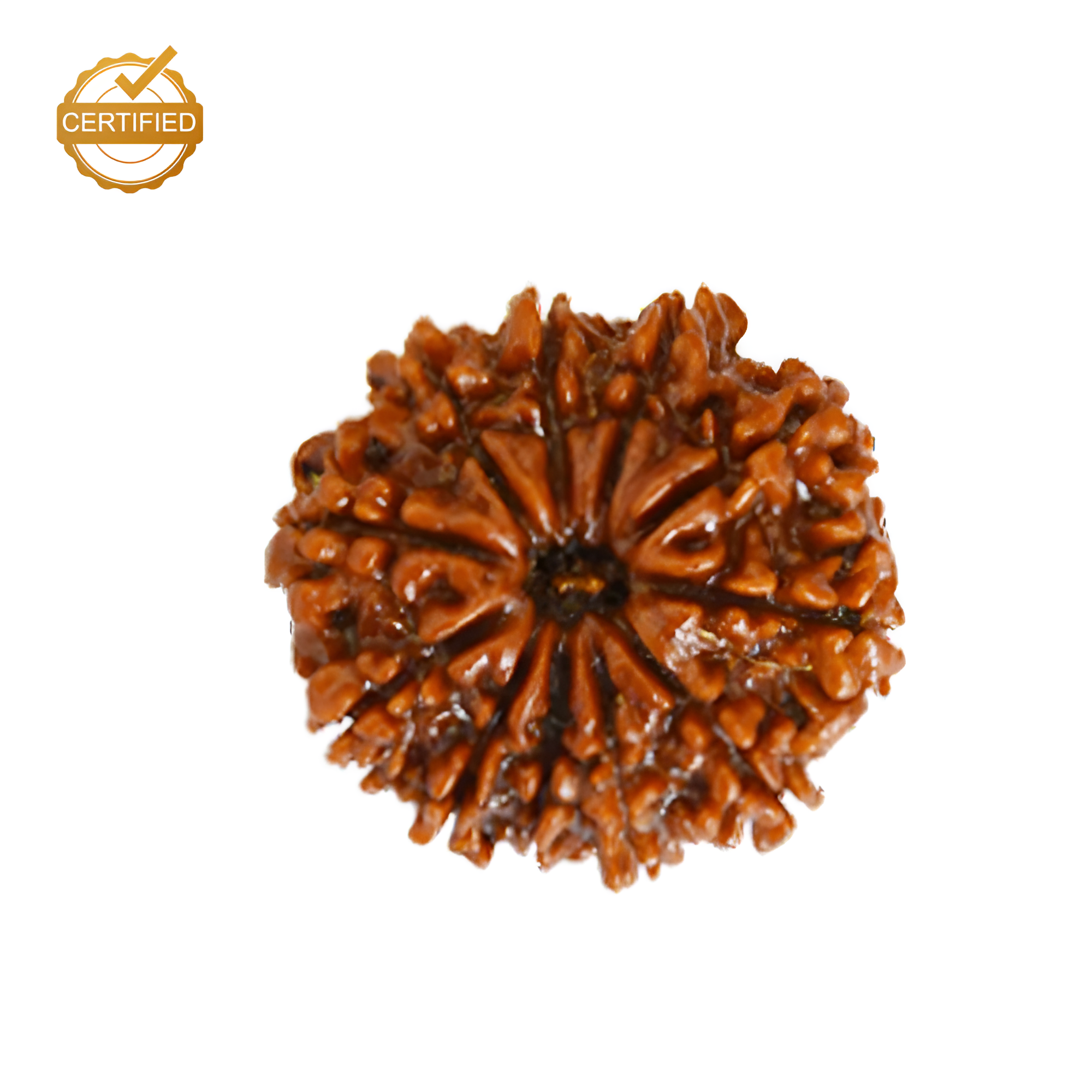 10 Mukhi Rudraksha (Nepali)