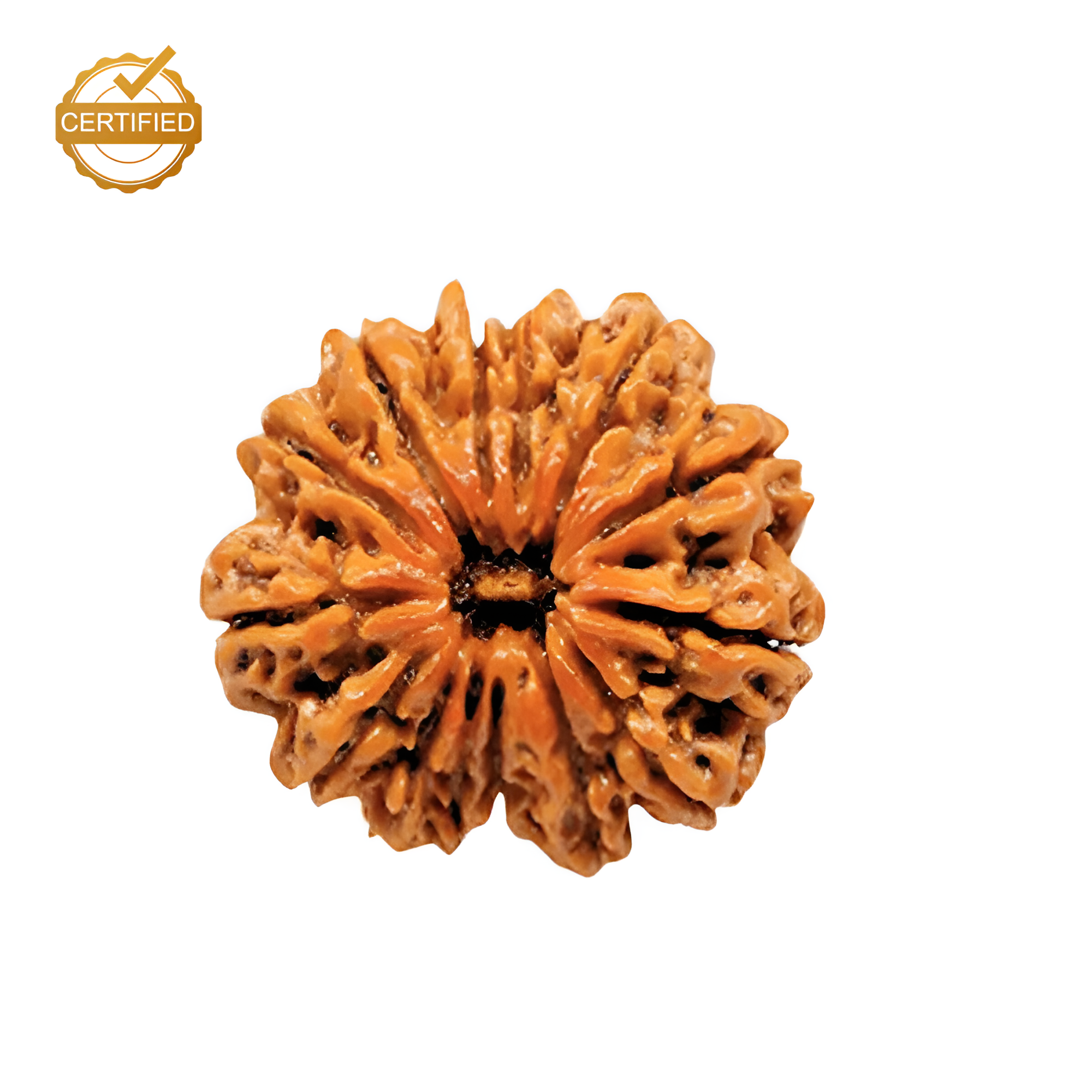 12 Mukhi Rudraksha