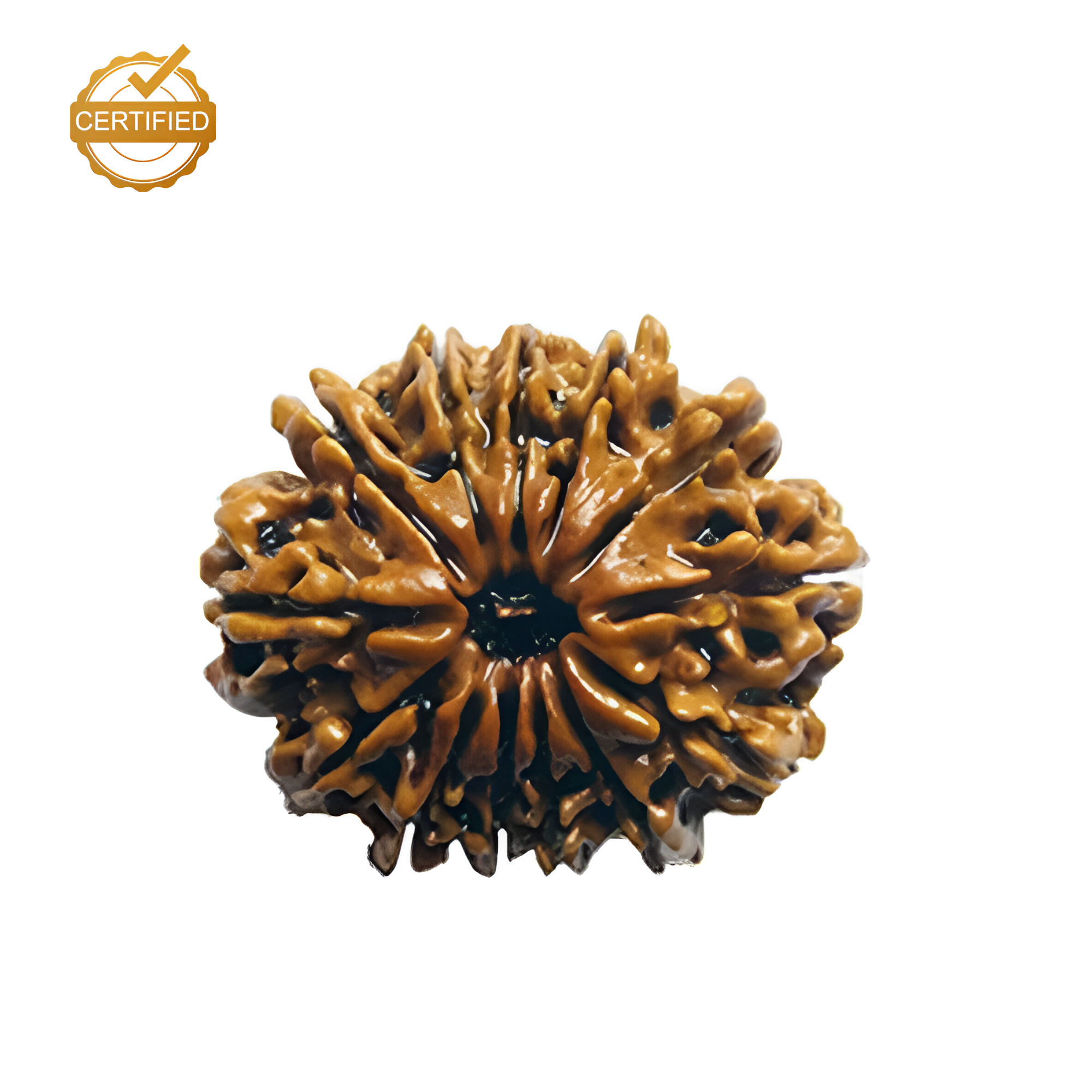 13 Mukhi Rudraksha (Nepali)