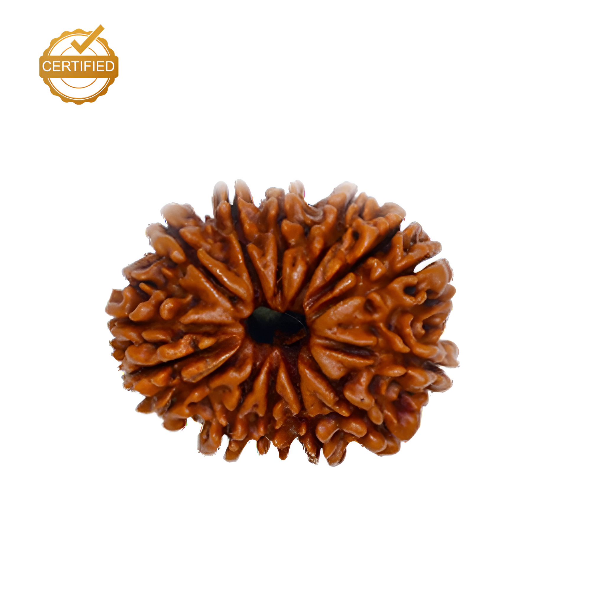 14 Mukhi Rudraksha (Nepali)